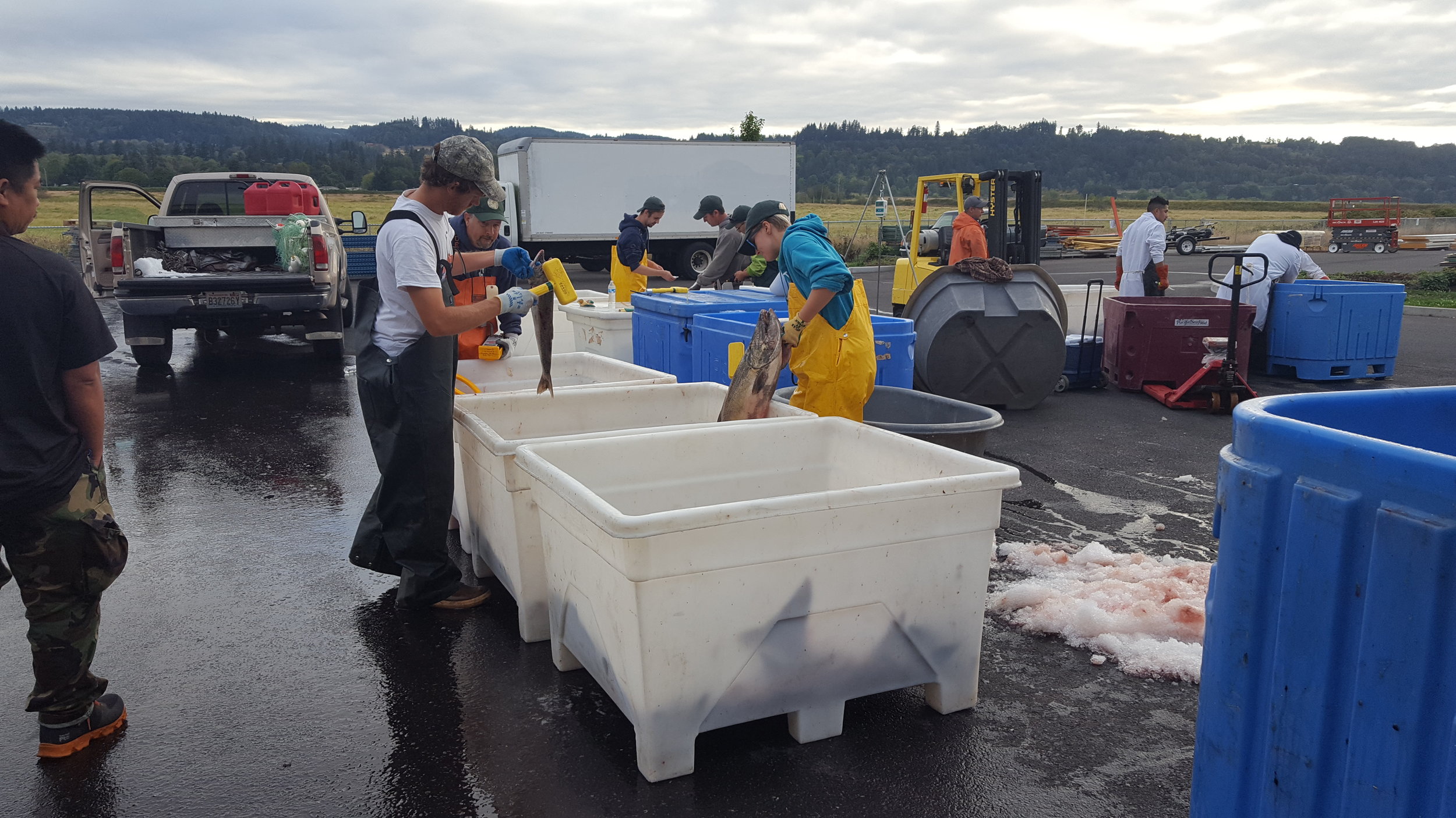 King salmon fishermen weigh their catch