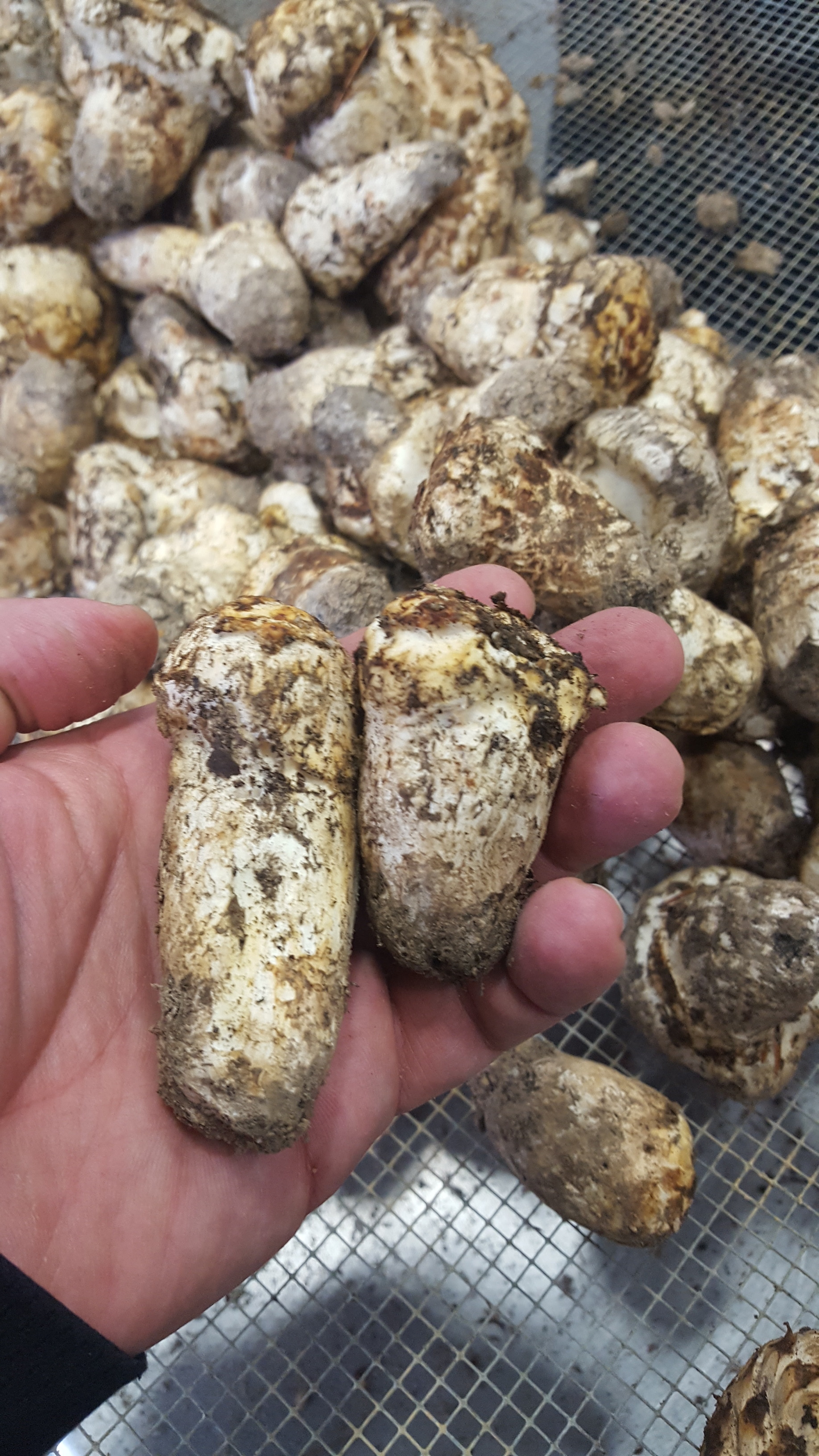 Matsutake are in