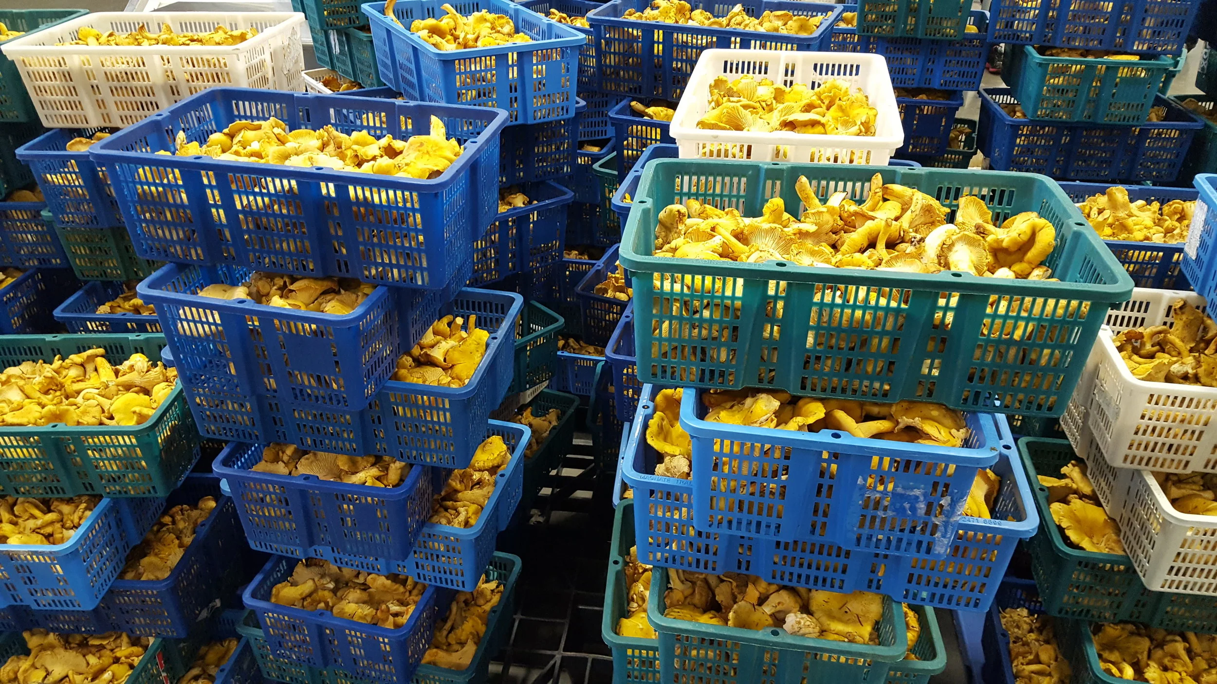 Chanterelle City