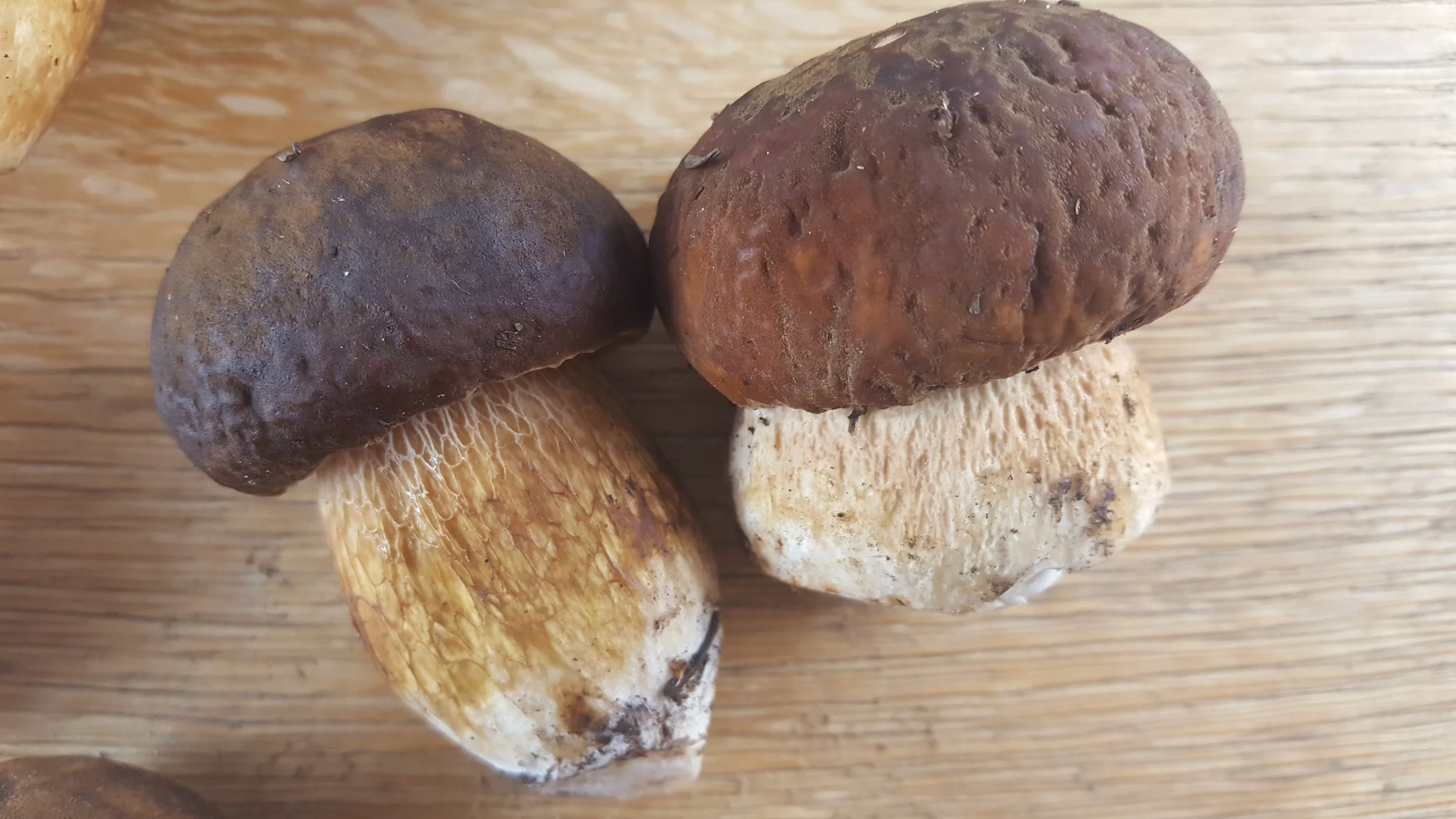 Christmas Tree Farm Brown Boletes