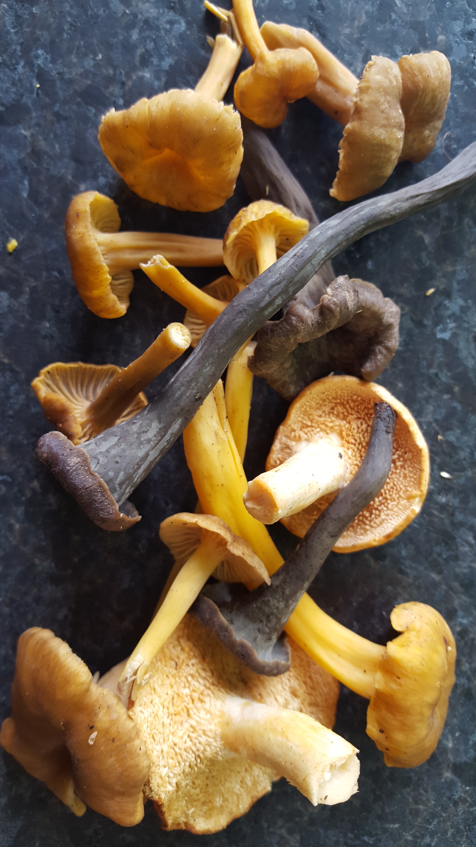 Wild Winter W(m)ushrooms