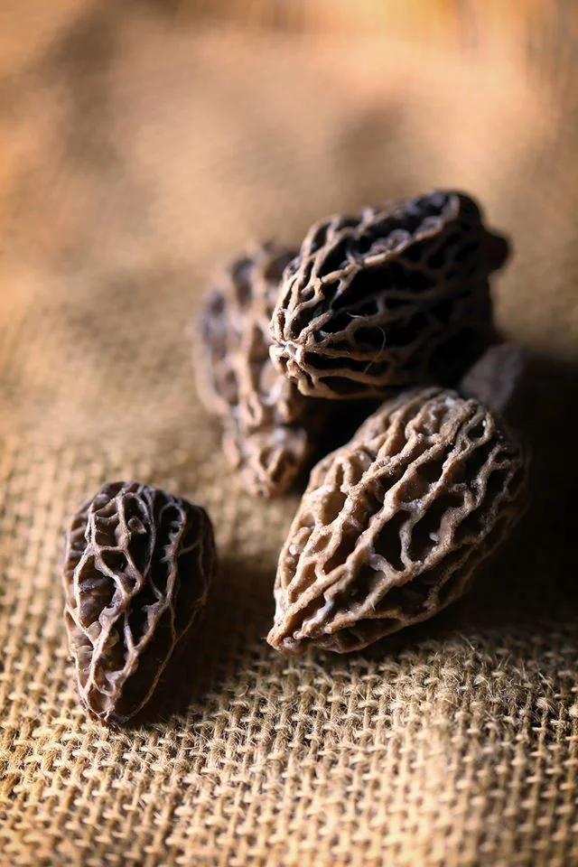 Orchard Morels