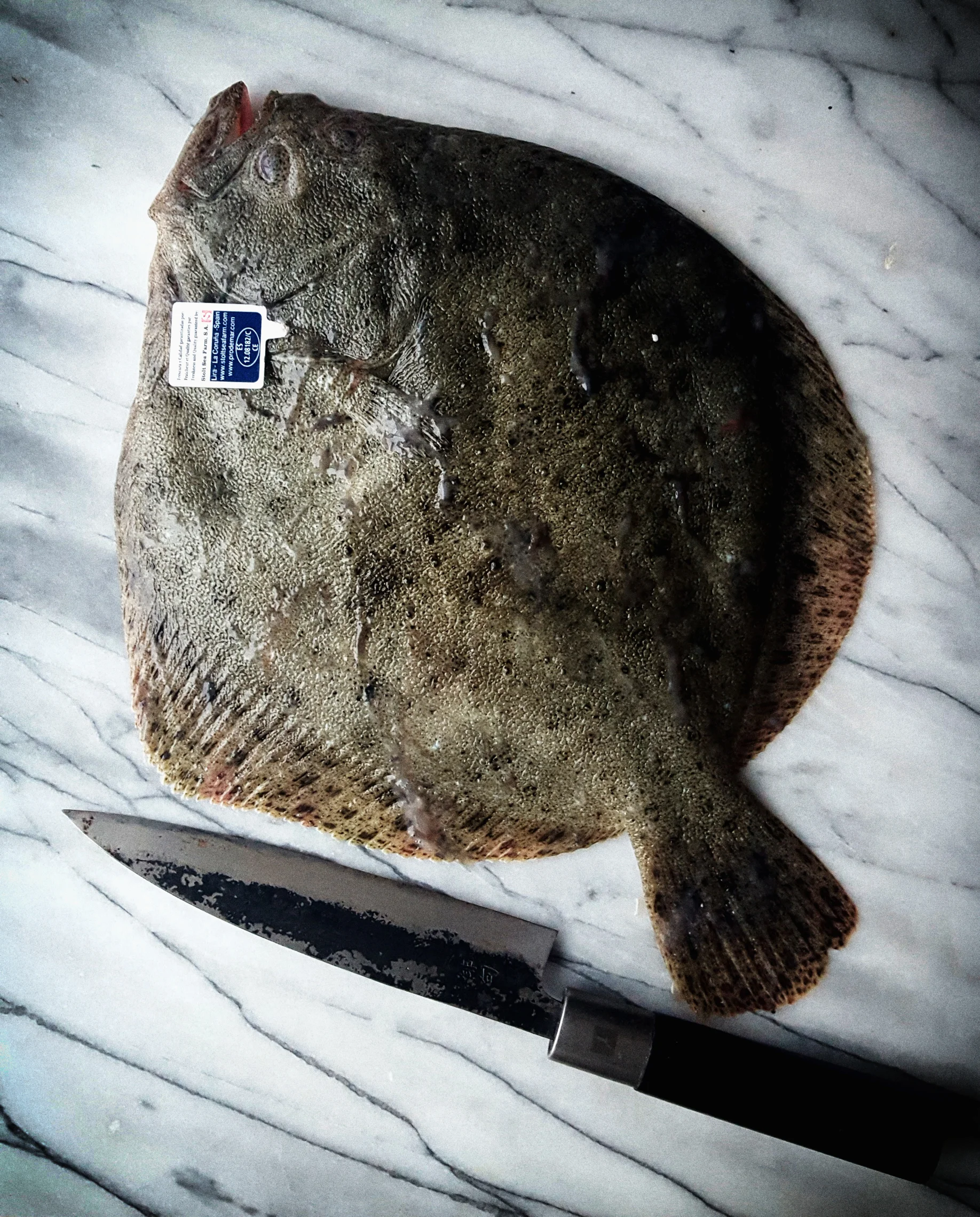 Spanish Turbot