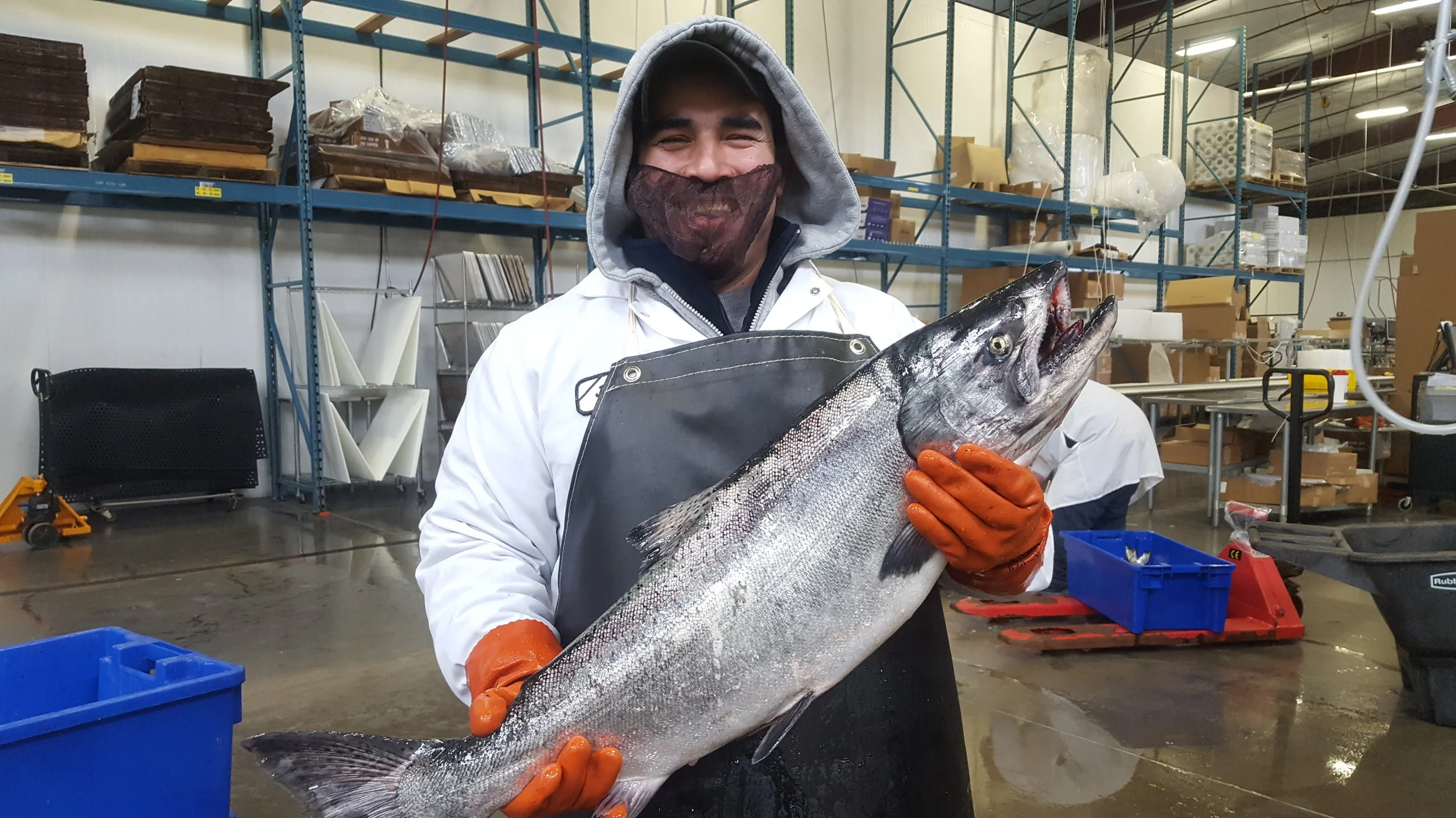 First Columbia River King Salmo 2017