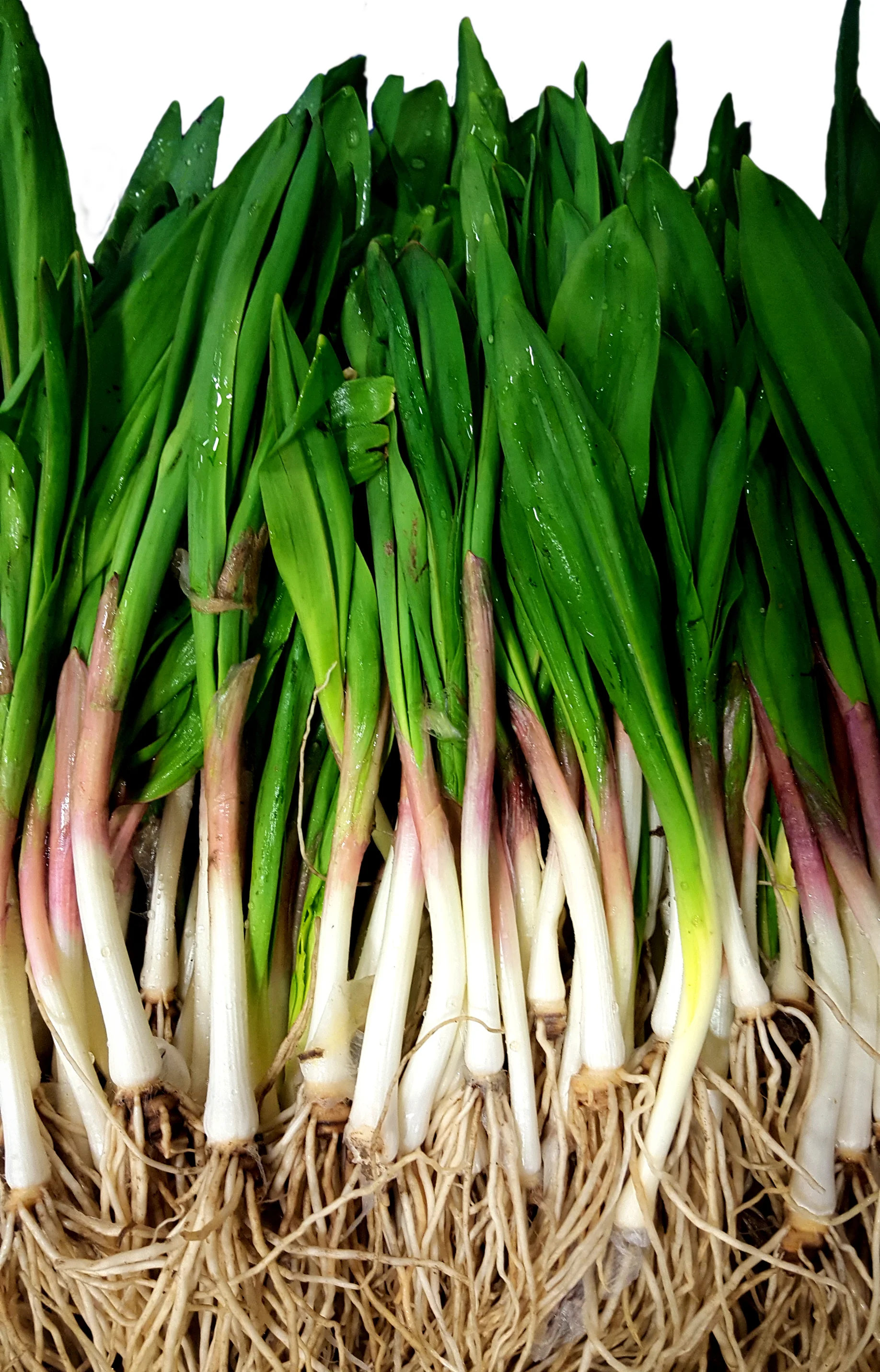 Ramps, Glorious Ramps!