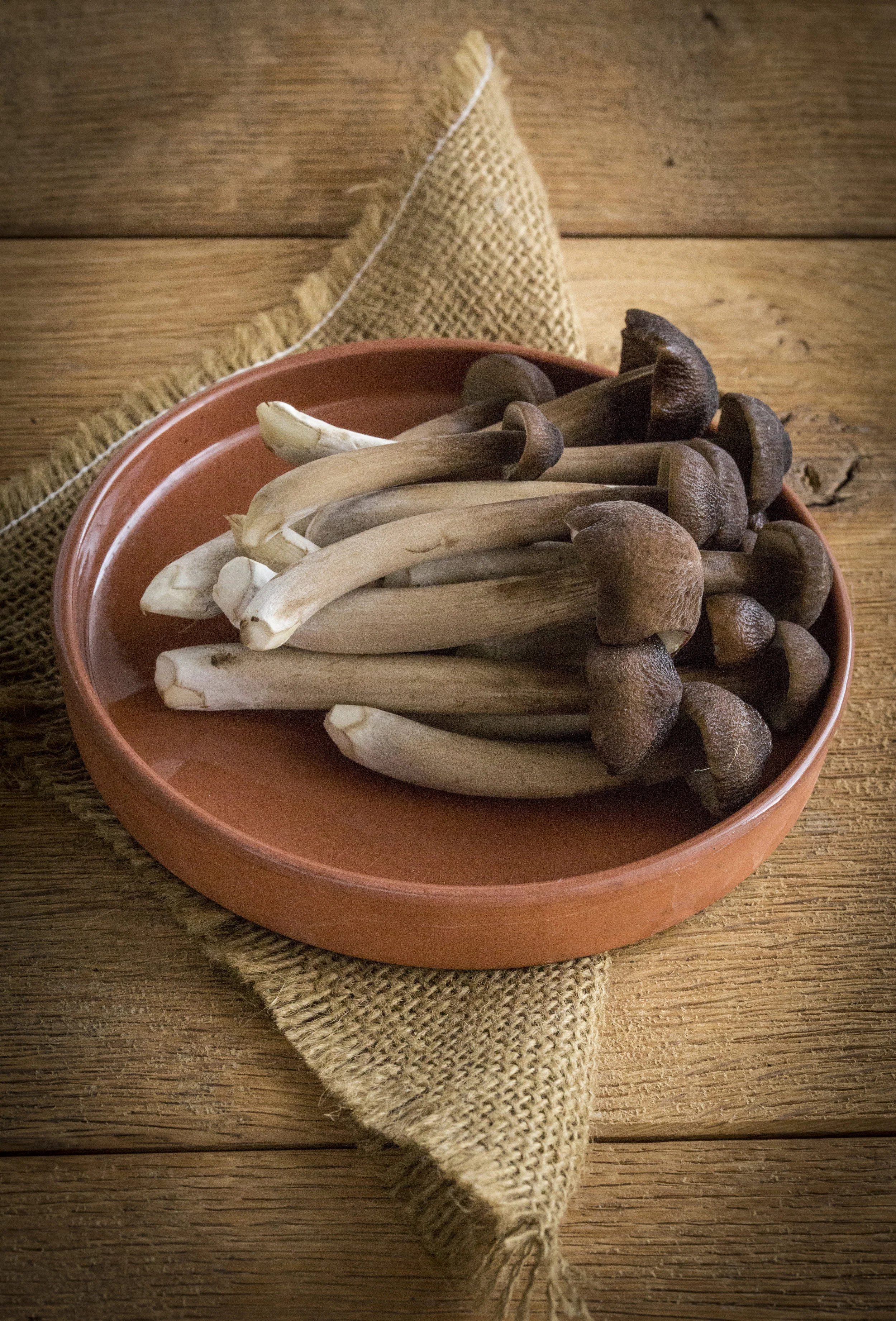Termite Mushrooms0016.jpg