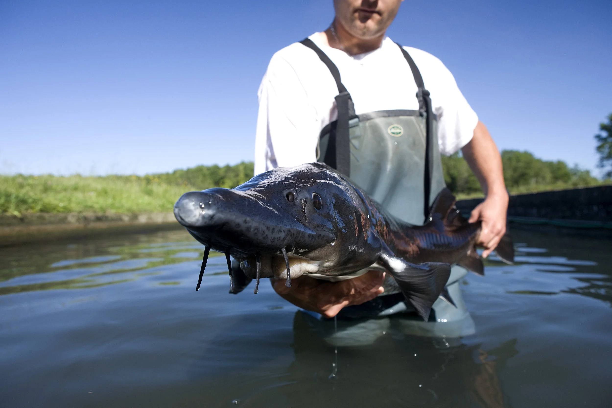 A well loved sturgeon from Sturia's caviar operation in Bordeaux, France.