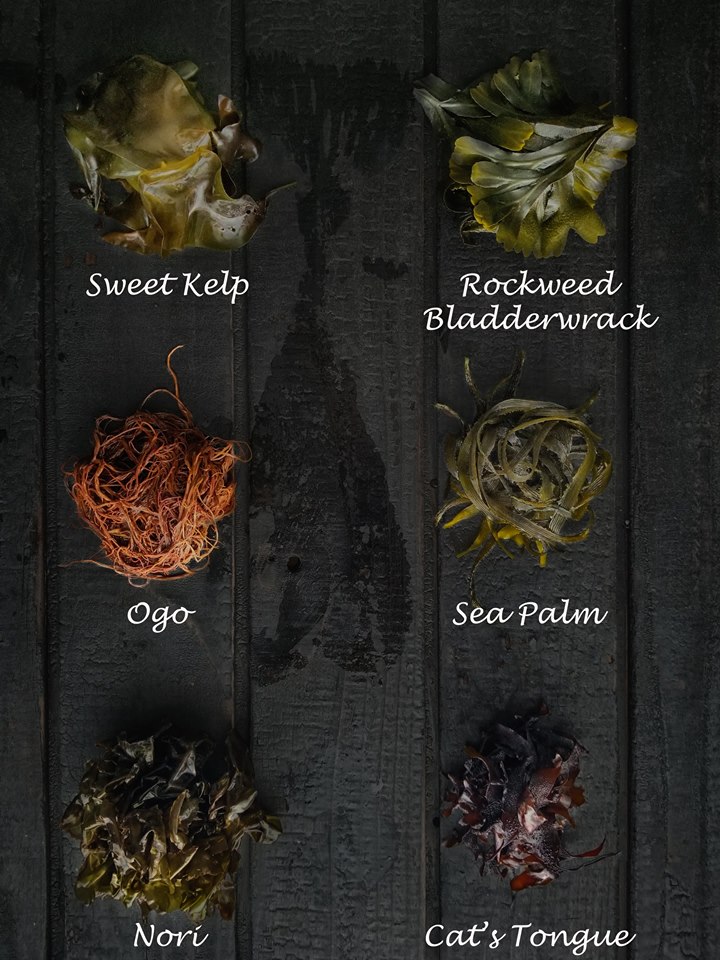 Hand dived exotic seaweeds