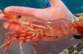 Alaskan Spot Prawns