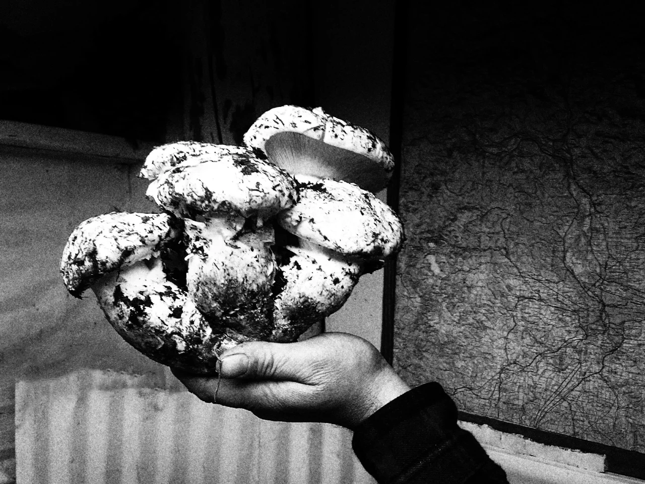 Beautiful Matsutakes