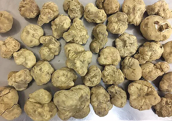 Last Italian White Truffles rolling in tomorrow!
