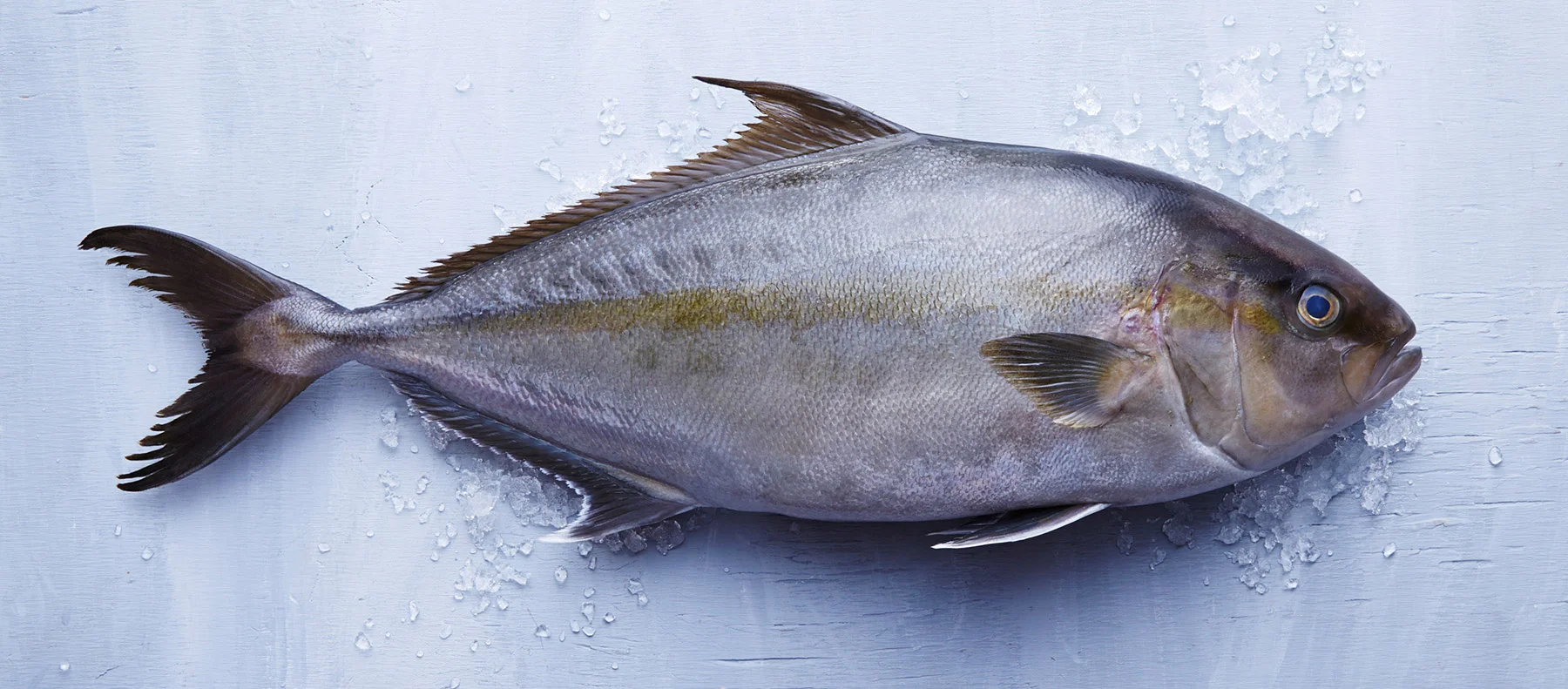 Kanpachi from Hawaii