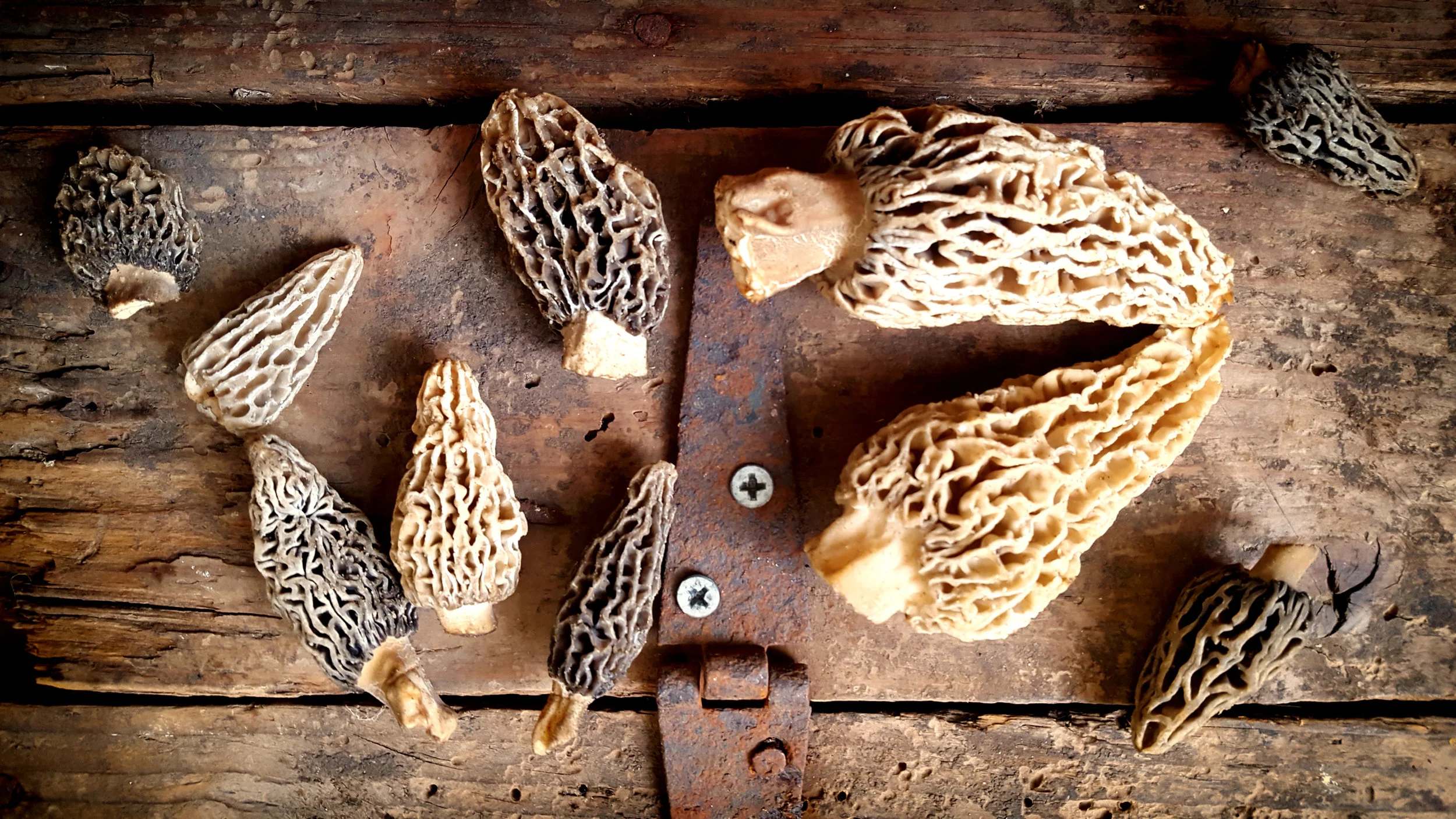 Hard to believe, but Orchard Morel season has begun – almost 6 weeks early this year.