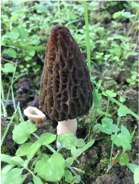 Bionic Chinese Morels