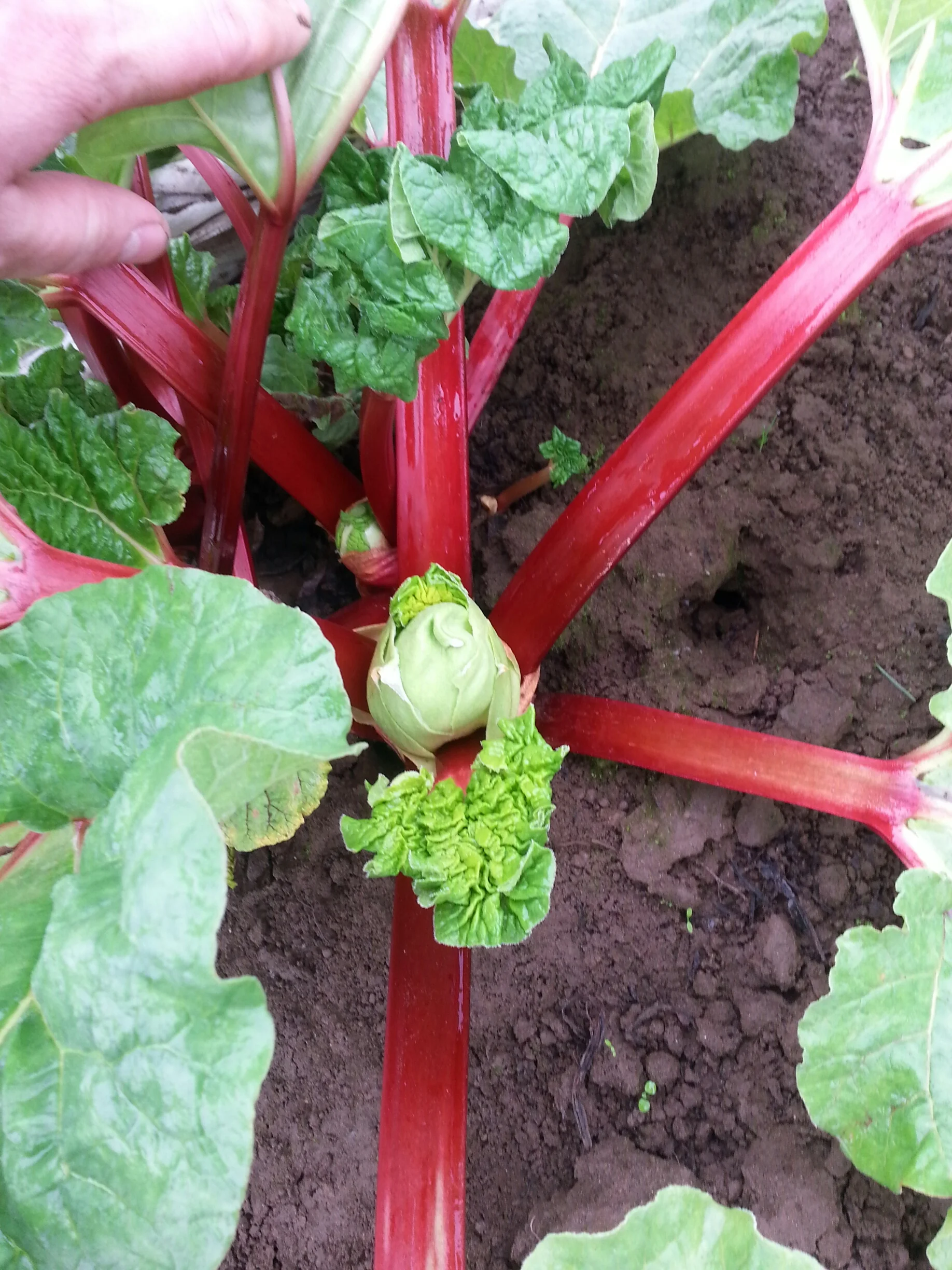 Rhubarb is here