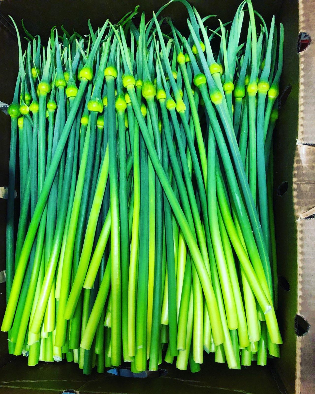 Emerald green garlic scapes