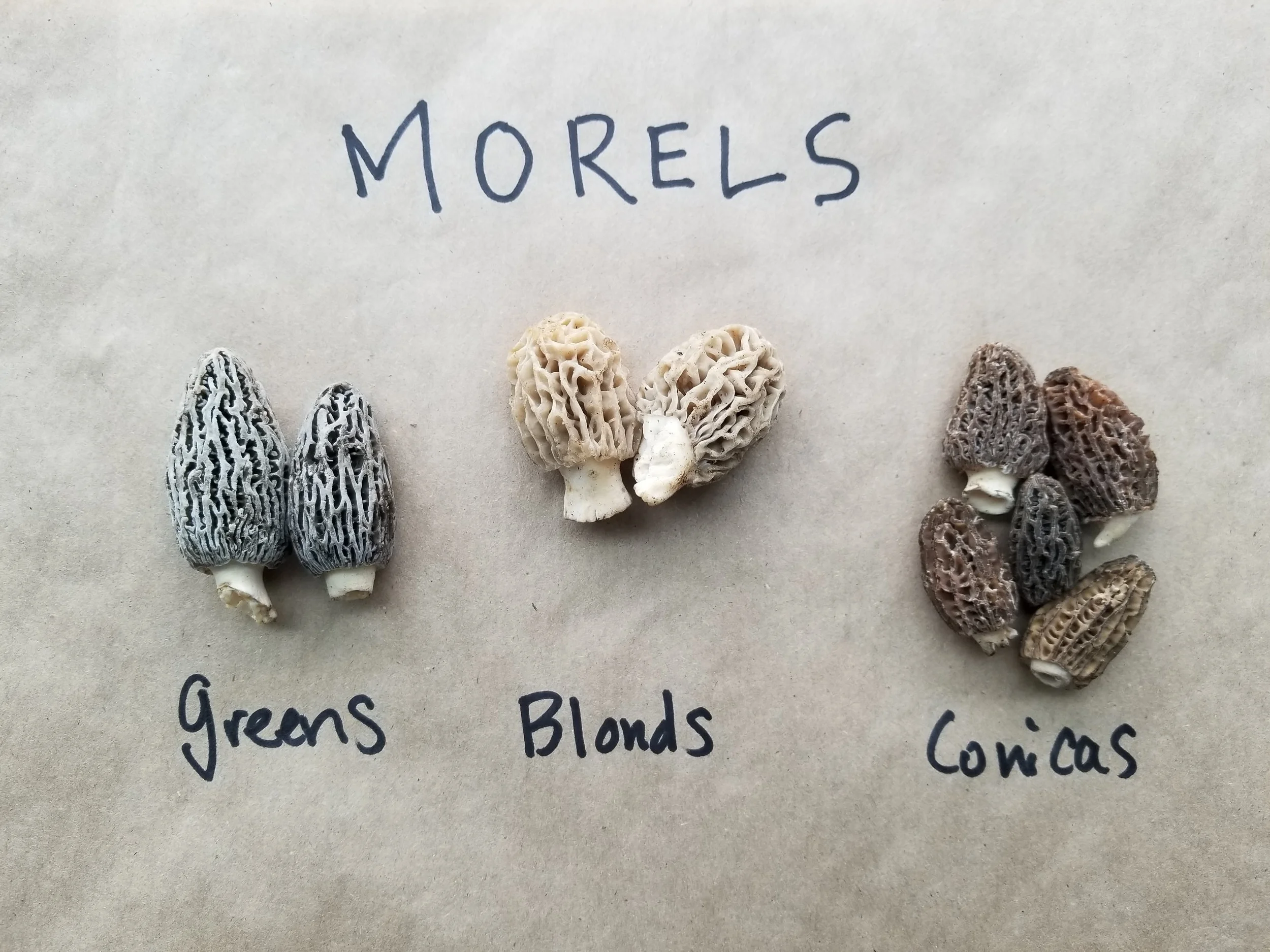 Mo' Morels