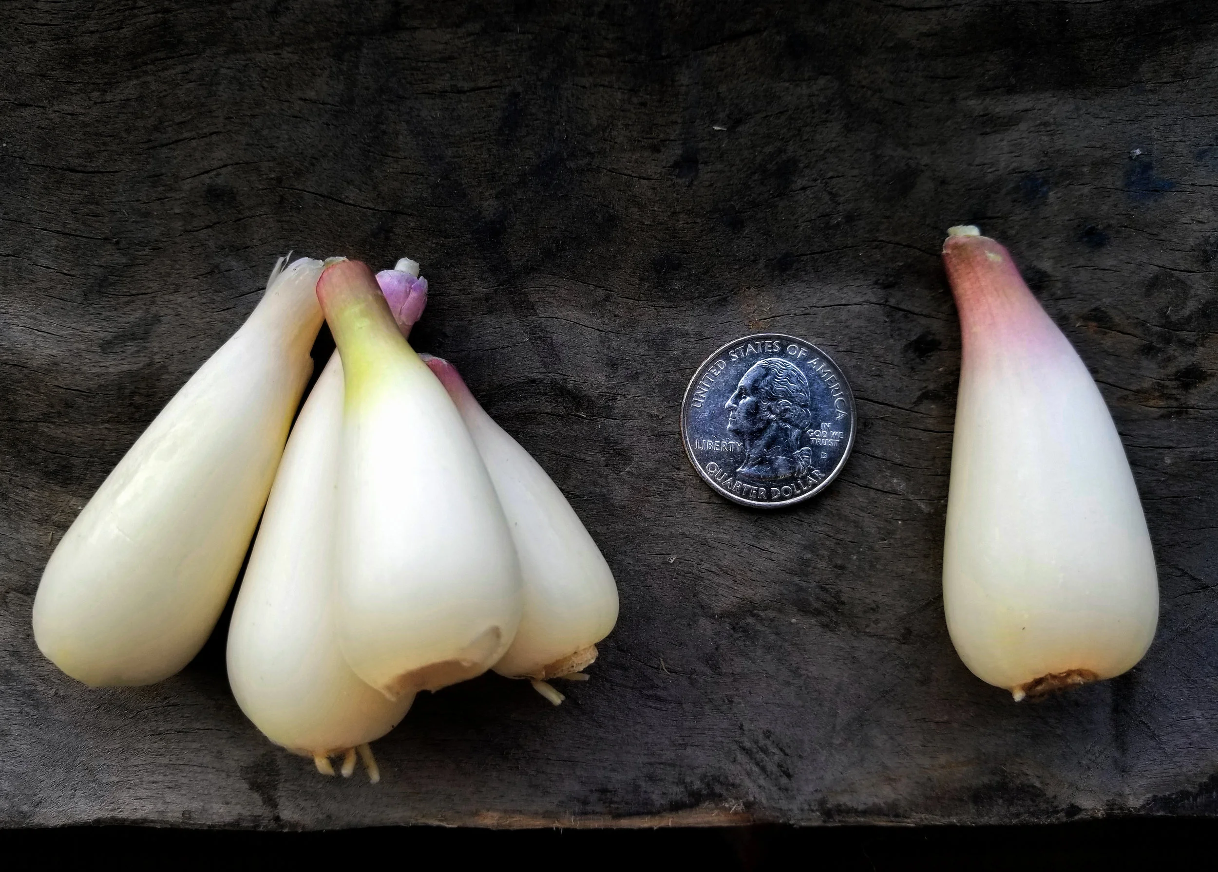 PHAT ramp bulbs