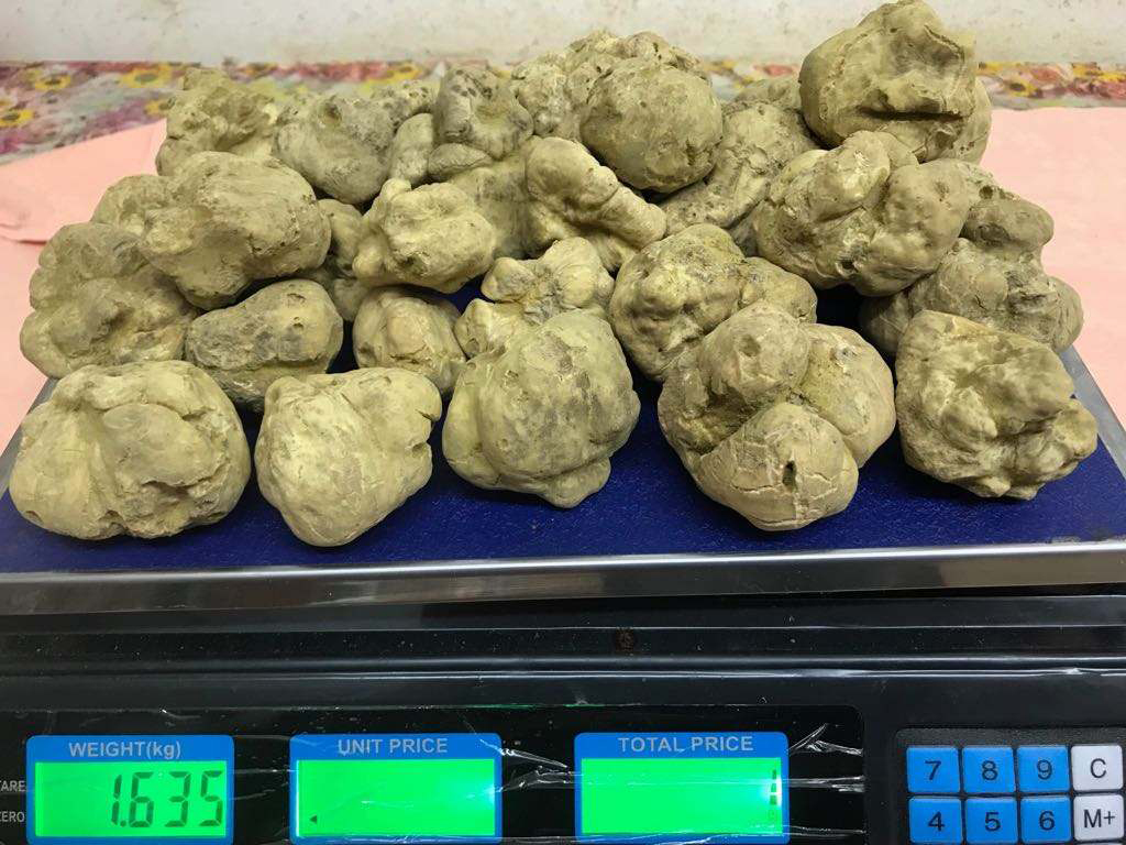 First white truffles of the season