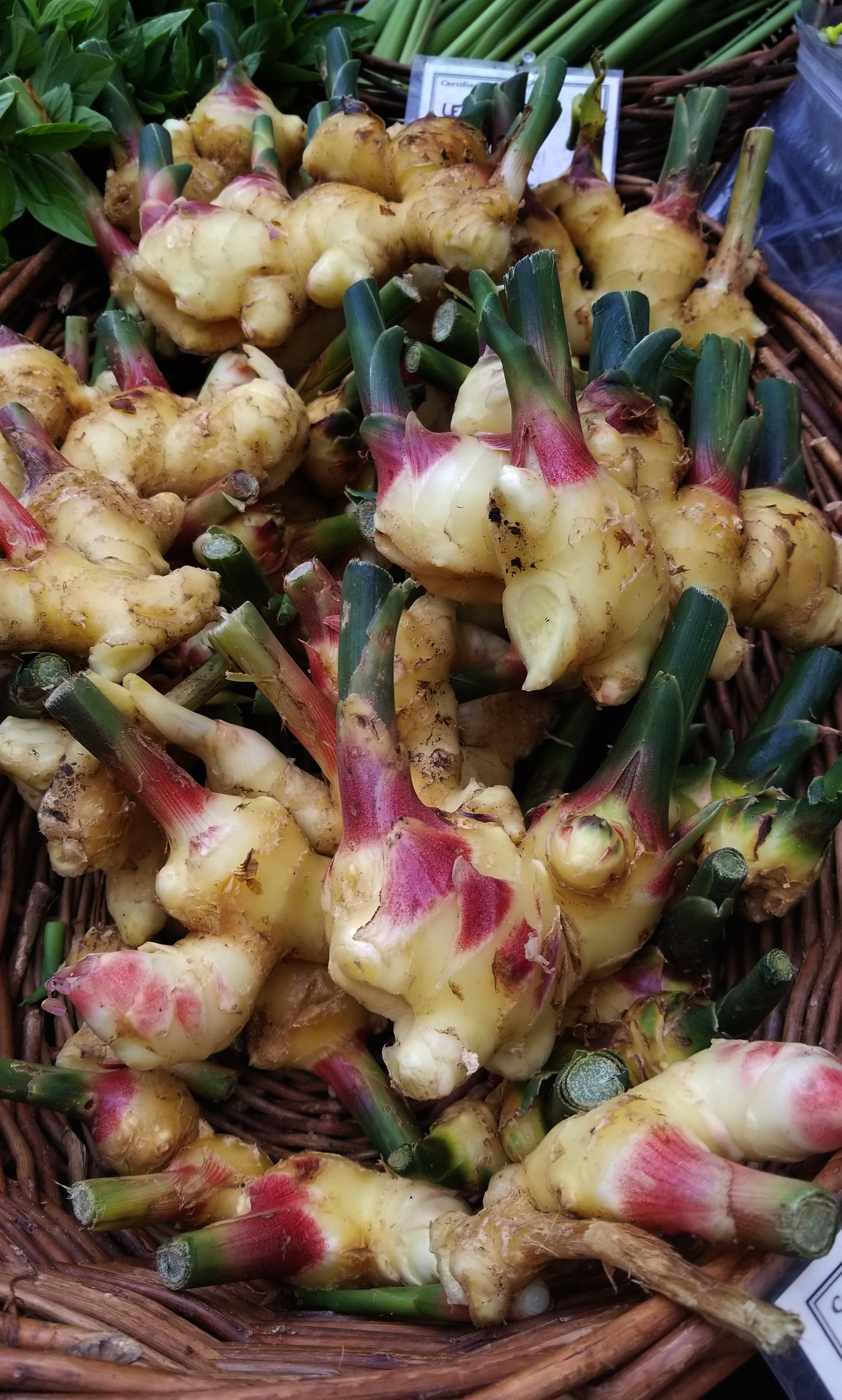 Organic YOUNG ginger root