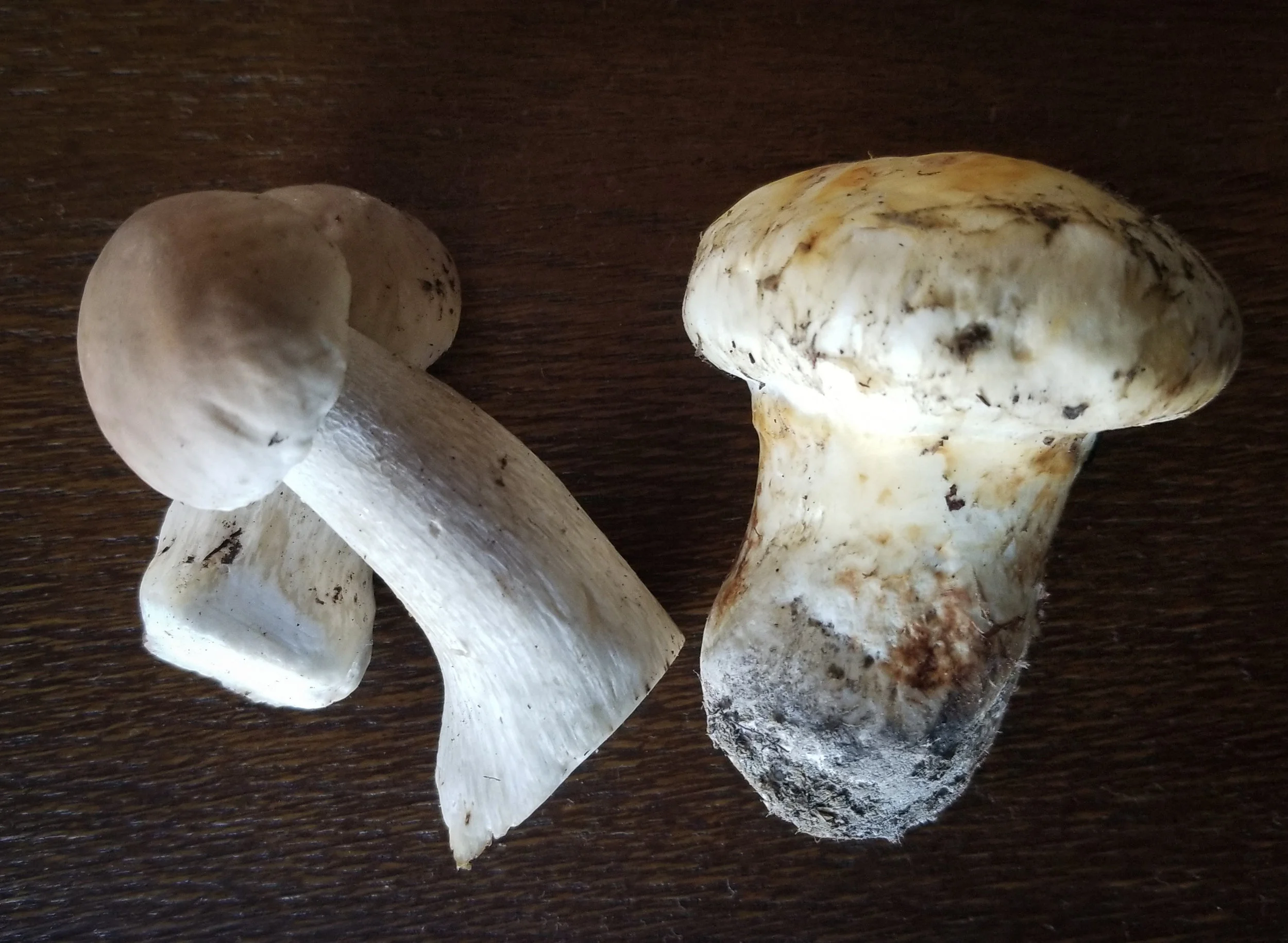 Matsutake and Coastal Porcini - TONS of inventory in