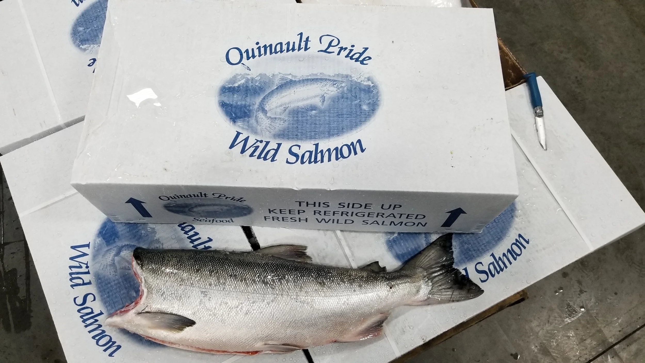 Quinault River Coho Salmon