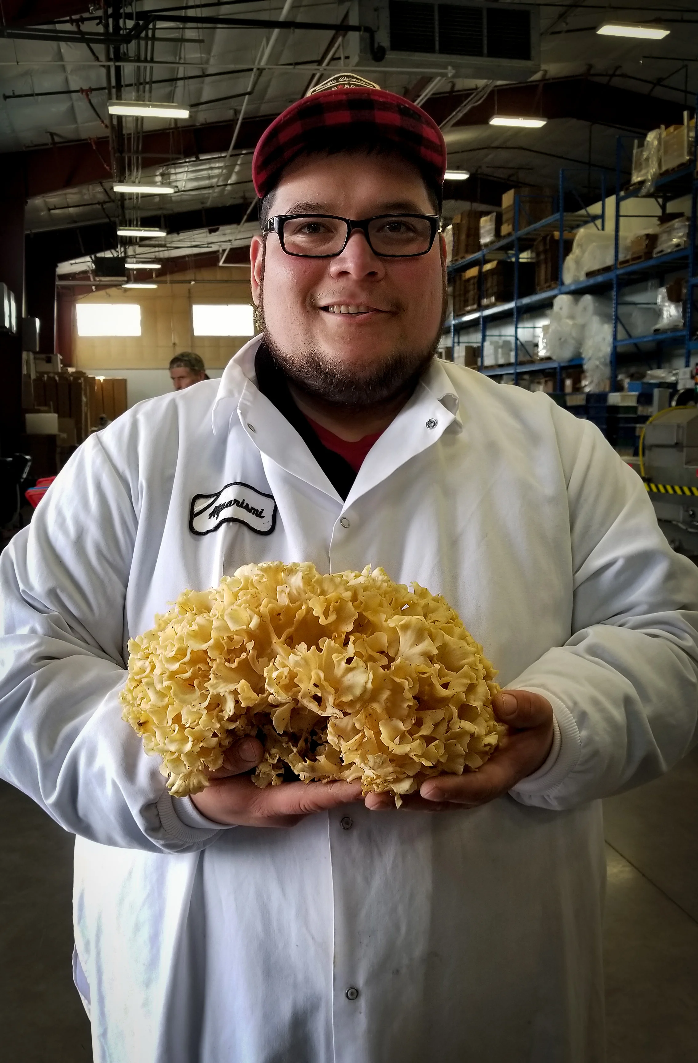 Tons of cauliflower mushrooms in from the field