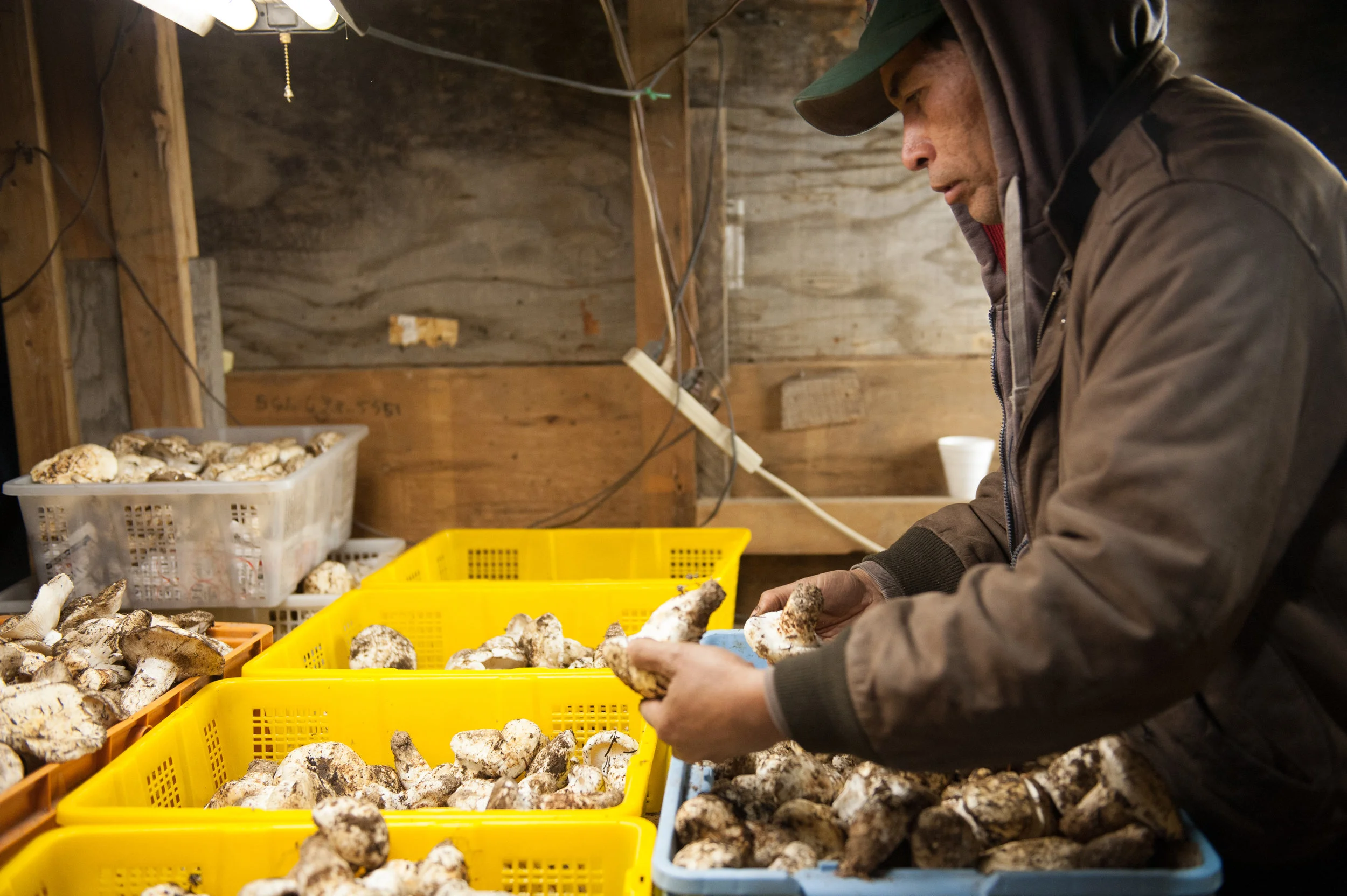 Matsutake Buy Station