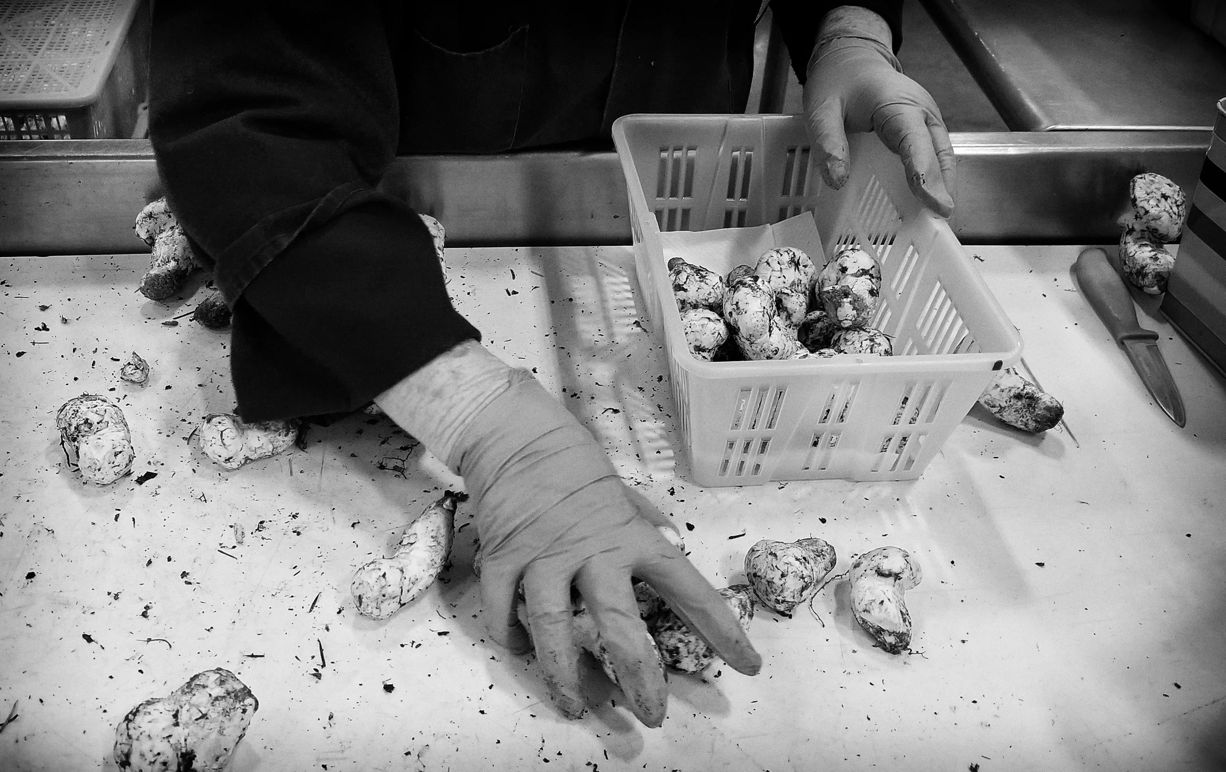 Sorting matsutakes