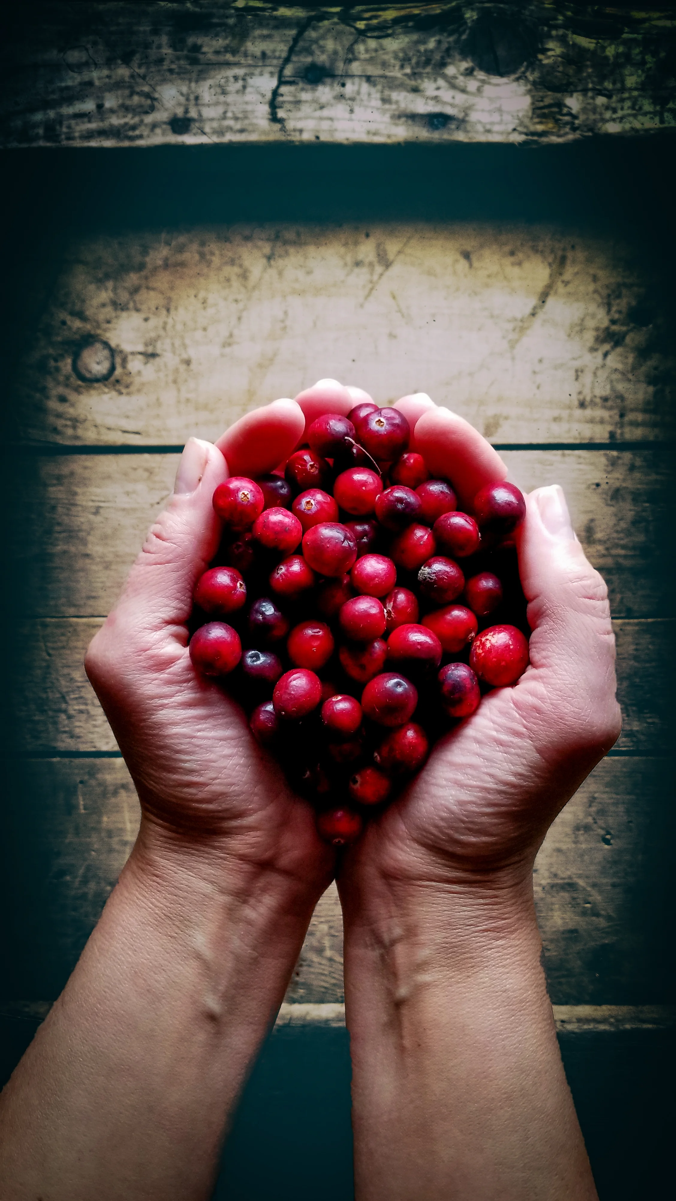 Organic cranberries from a small Oregon farm