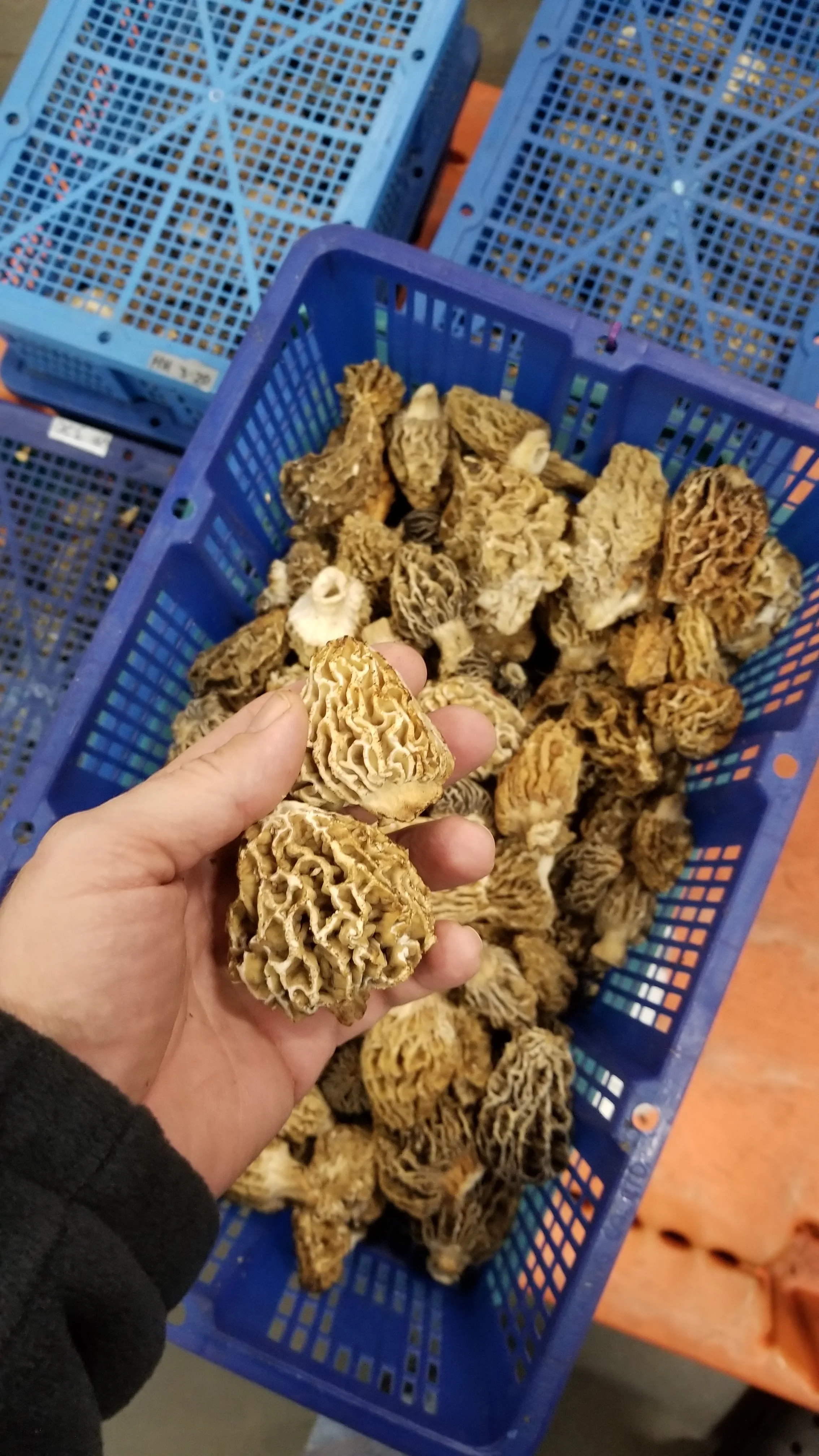 Morels, yes morels in December