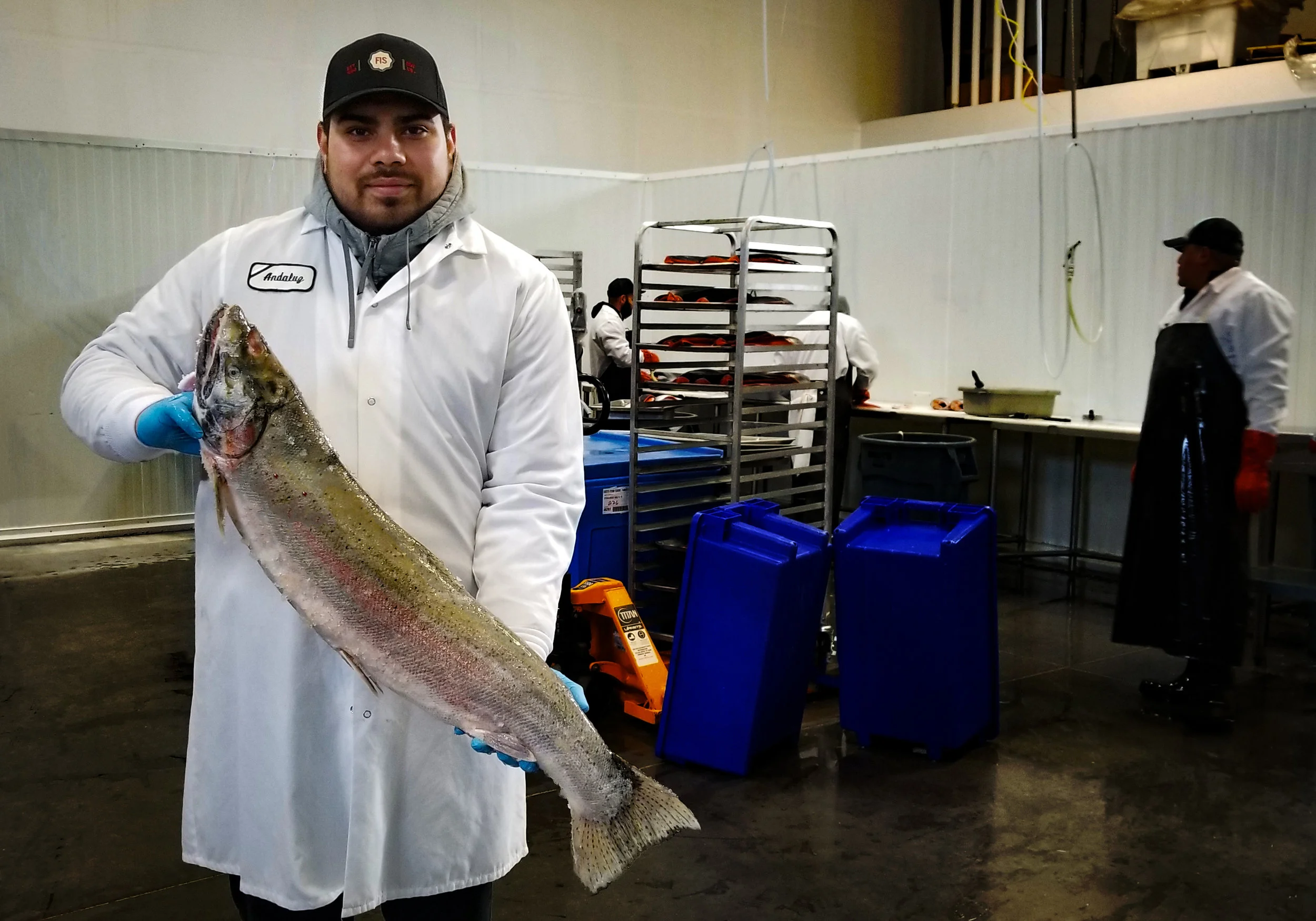 Wild Quinault River Steelhead