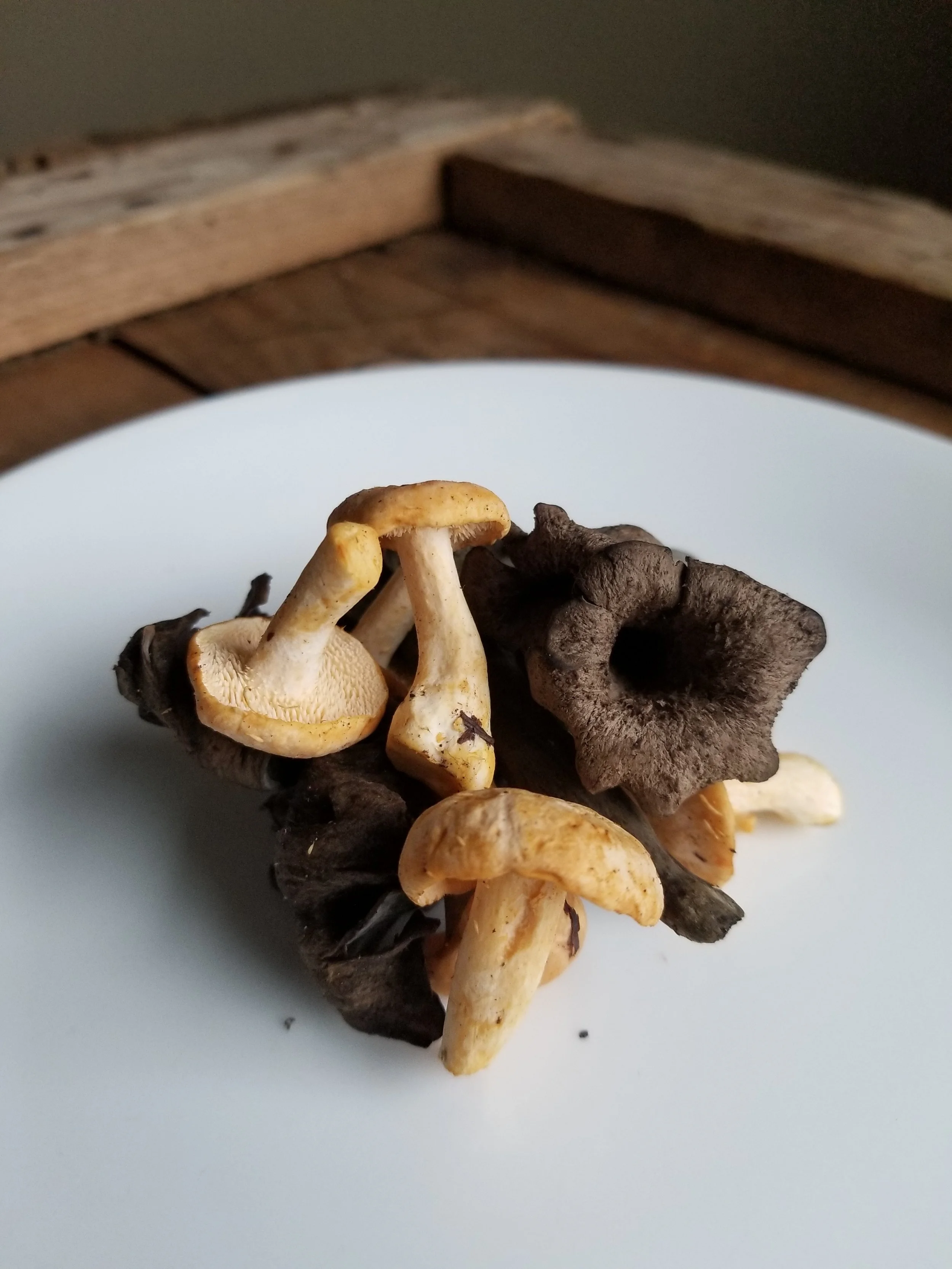 Black Trumpets and Hedgehog Buttons