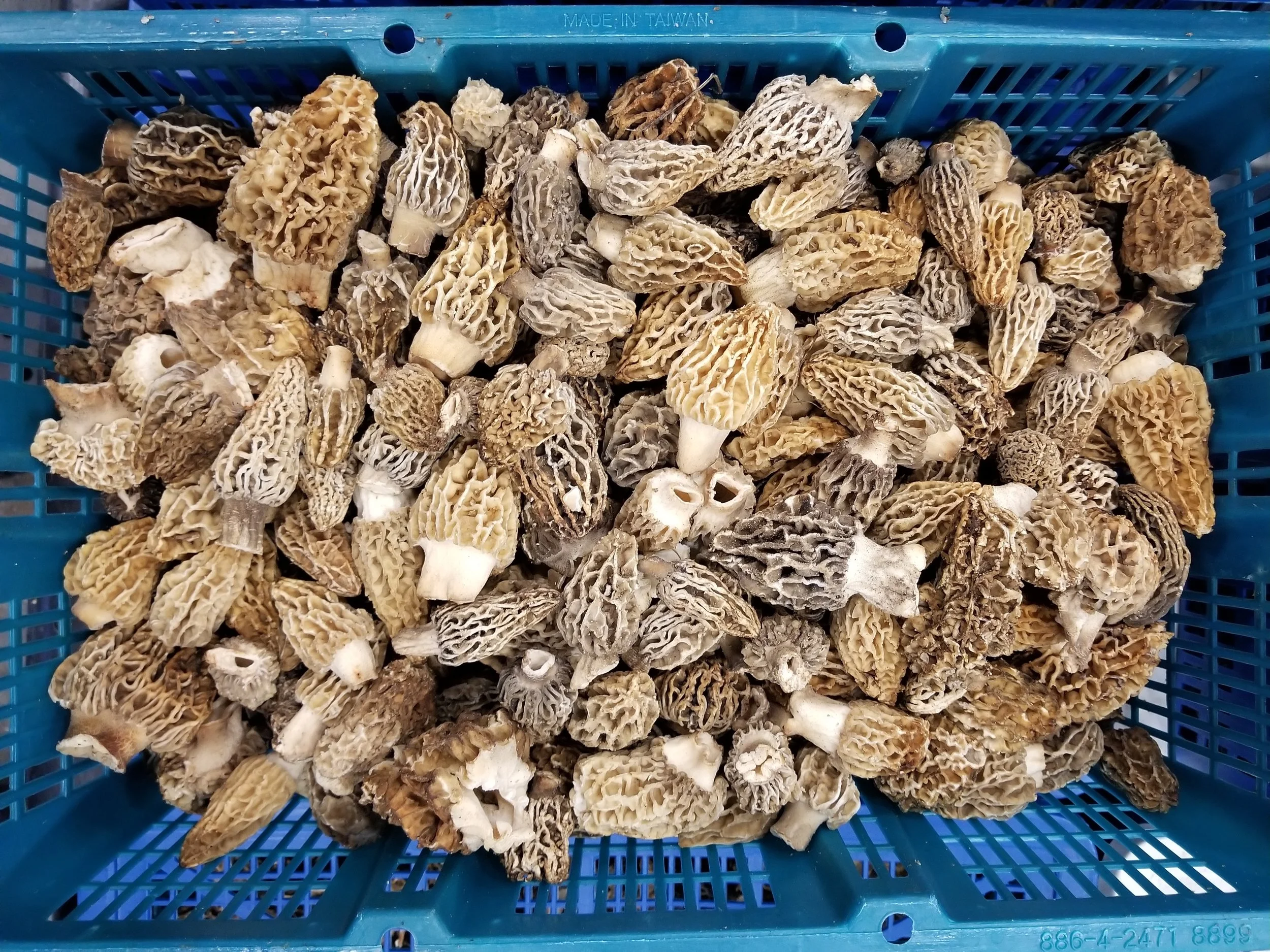 Beautiful Morels, currently we have three varieties!