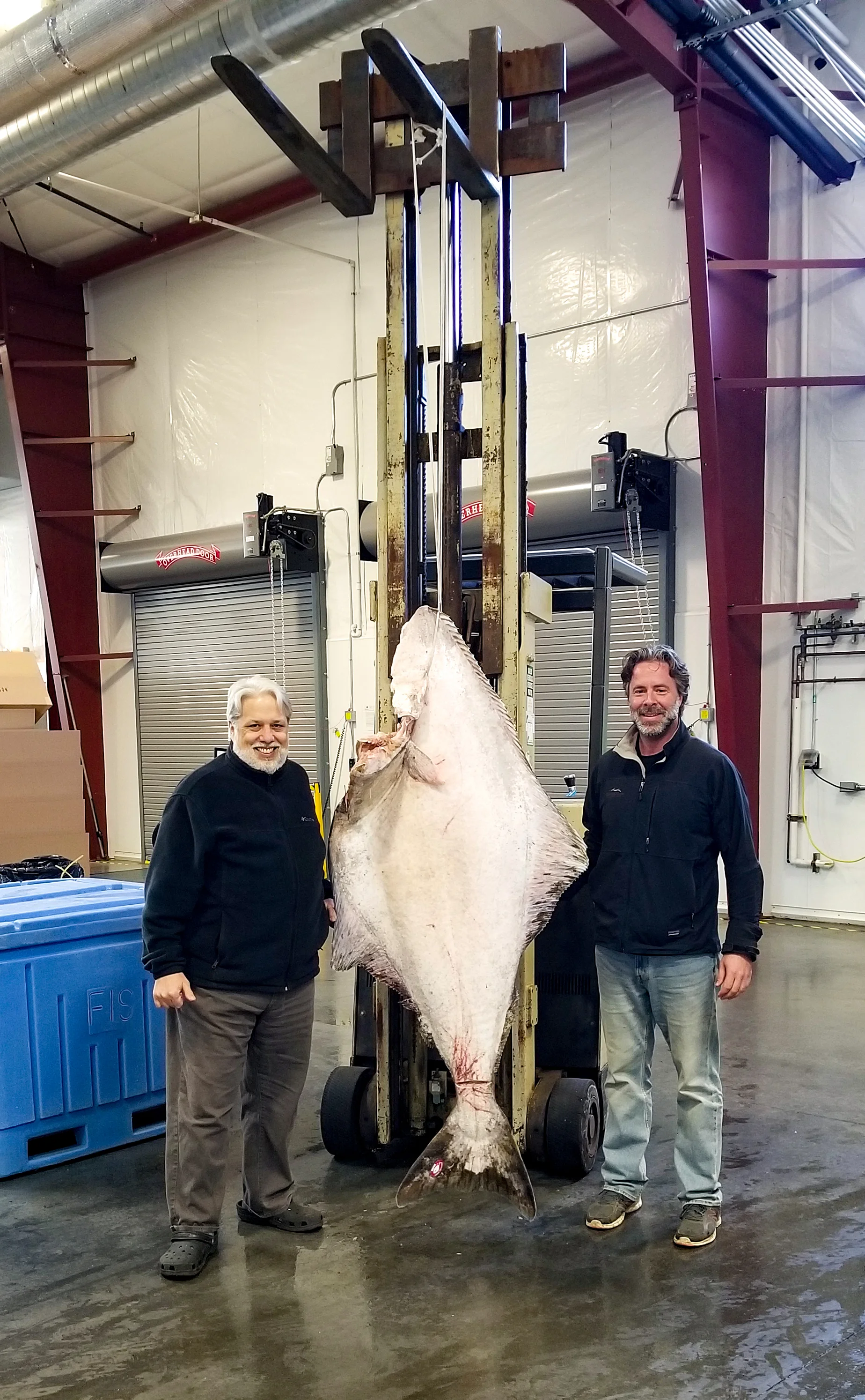 160 pound Halibut from Alaska