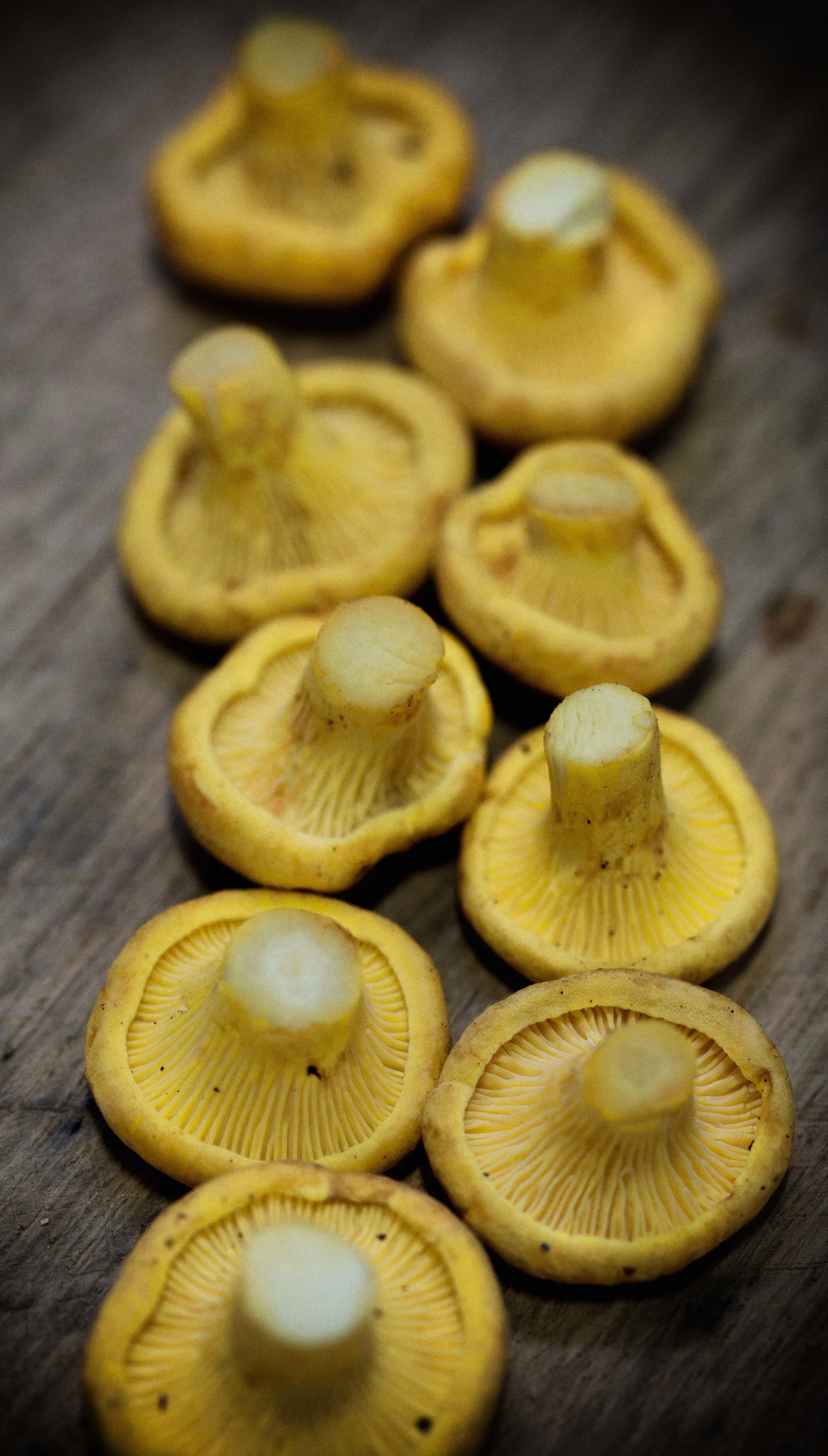 Saskatchewan Chanterelles are here and the price dropped 20%