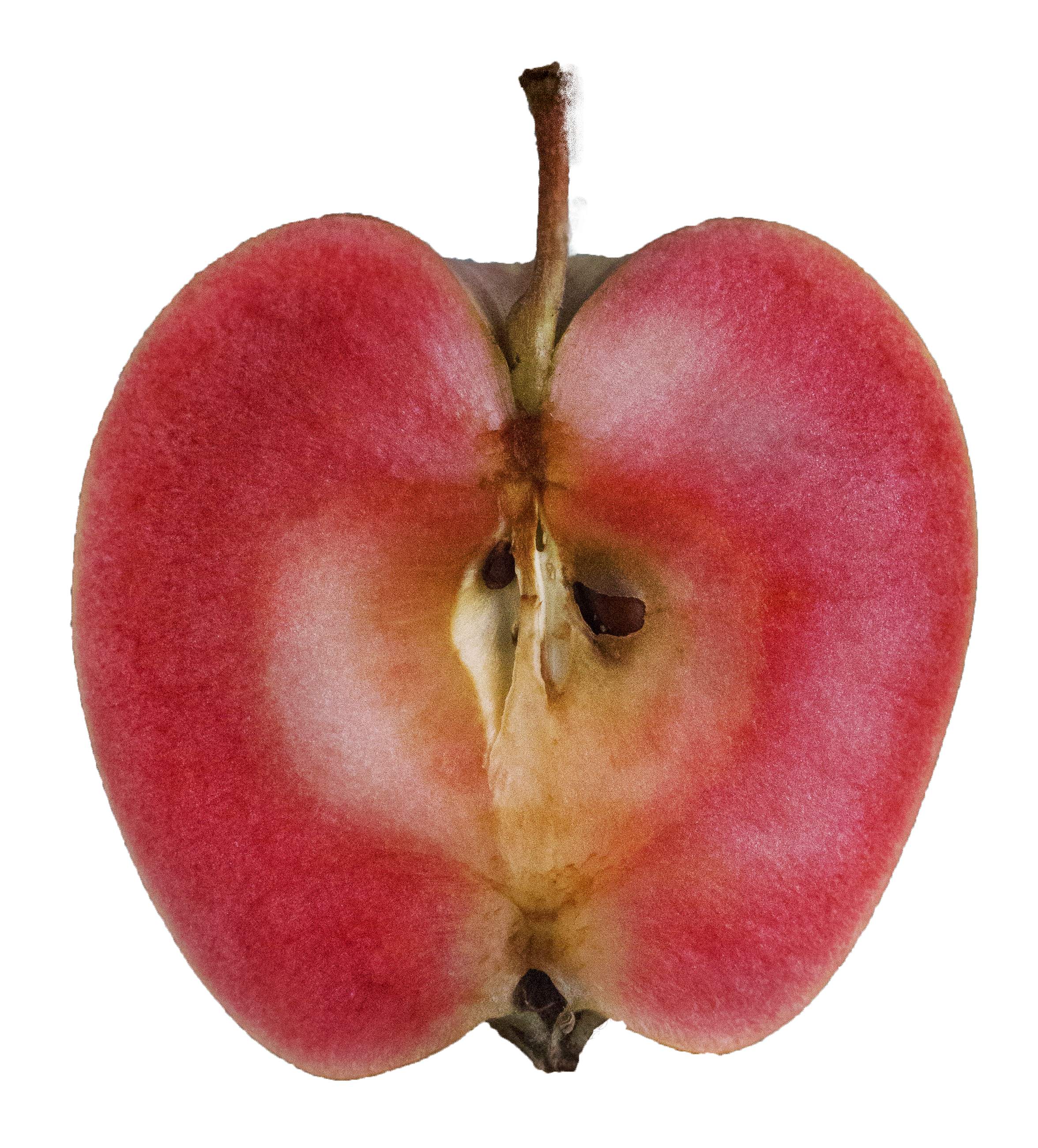 Mountain Rose Apples