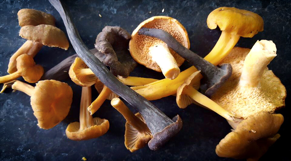 Winter Wild Mushrooms.jpg