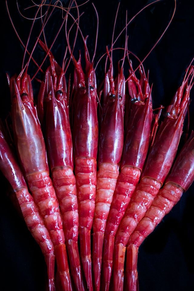 Red Carabinero Shrimp 02.jpg