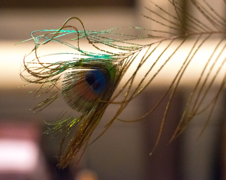 Inside Peacock feather.jpg