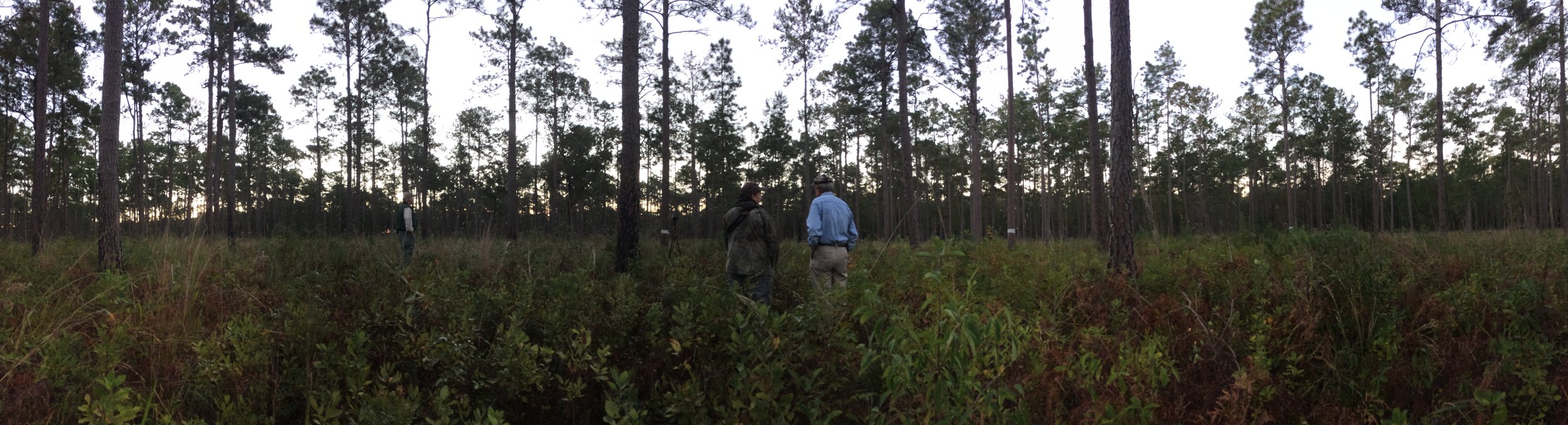The widely spaced longleaf pines and fire-controlled understory on this section of Donnelley WMA is ideal habitat for RCWs. That's no accident, SCDNR staff spent years carefully preparing this area for the reintroduction of these once-common, birds, now on the endangered species list.