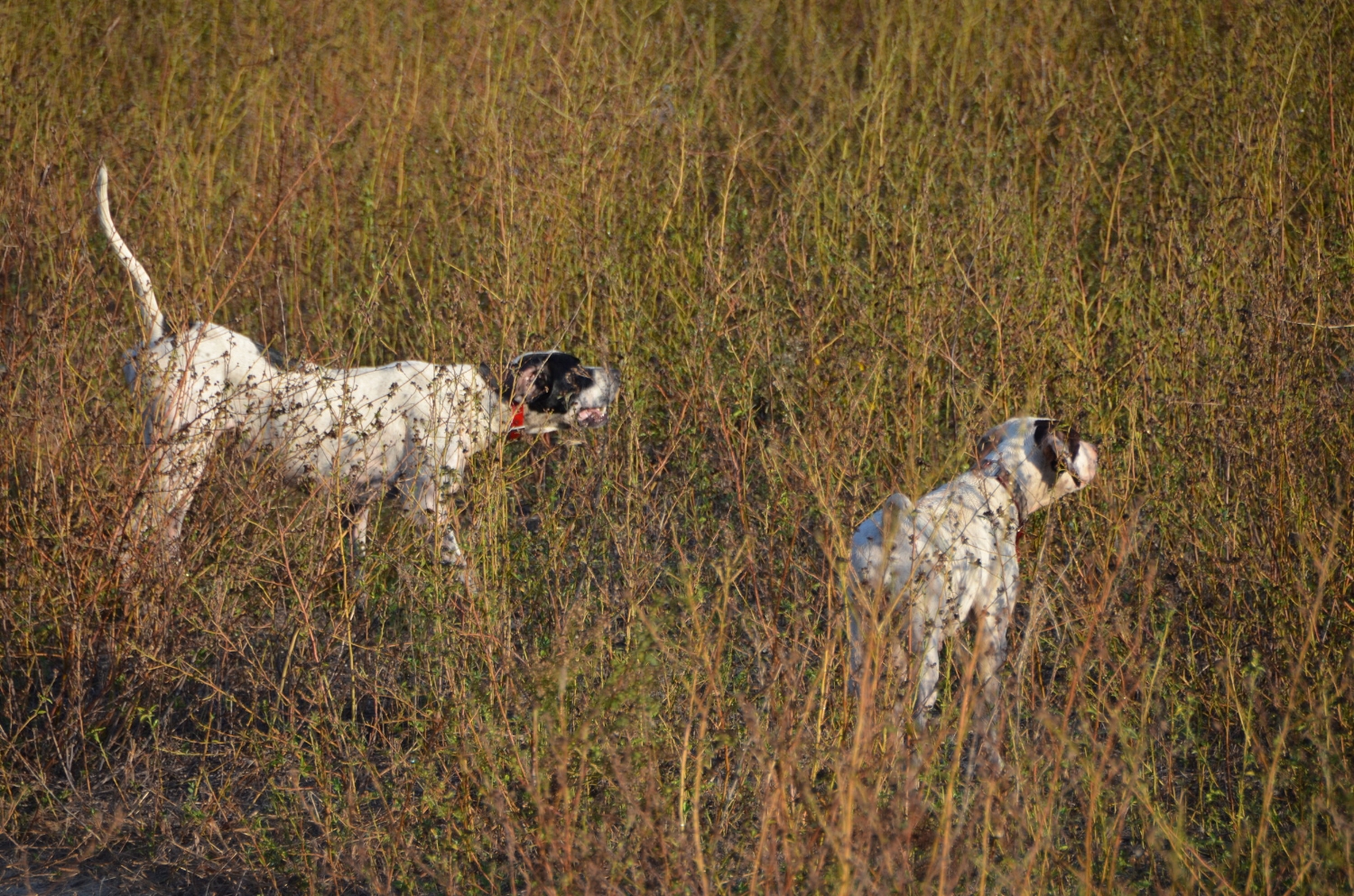 A pair of Midlands shooting preserve owner Kenny Lucas' English pointers doing what they do best.