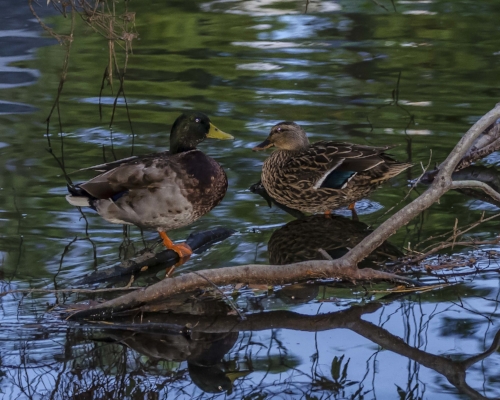 Mallard ducks near Mount Pleasant. (photo: SCW magazine -Harry Hampton Photo Contest photo by Sandy Bostick)
