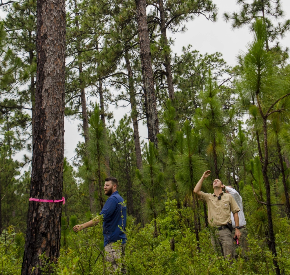 Wildlife biologist Mark Pavlosky (left), Hitchcock Woods Superintendent Bennett Tucker and Hitchcock Woods Foundation board member Randy Wolcott mark a tree where a red-cockaded woodpecker recently translocated to the property has begun excavating a cavity. 