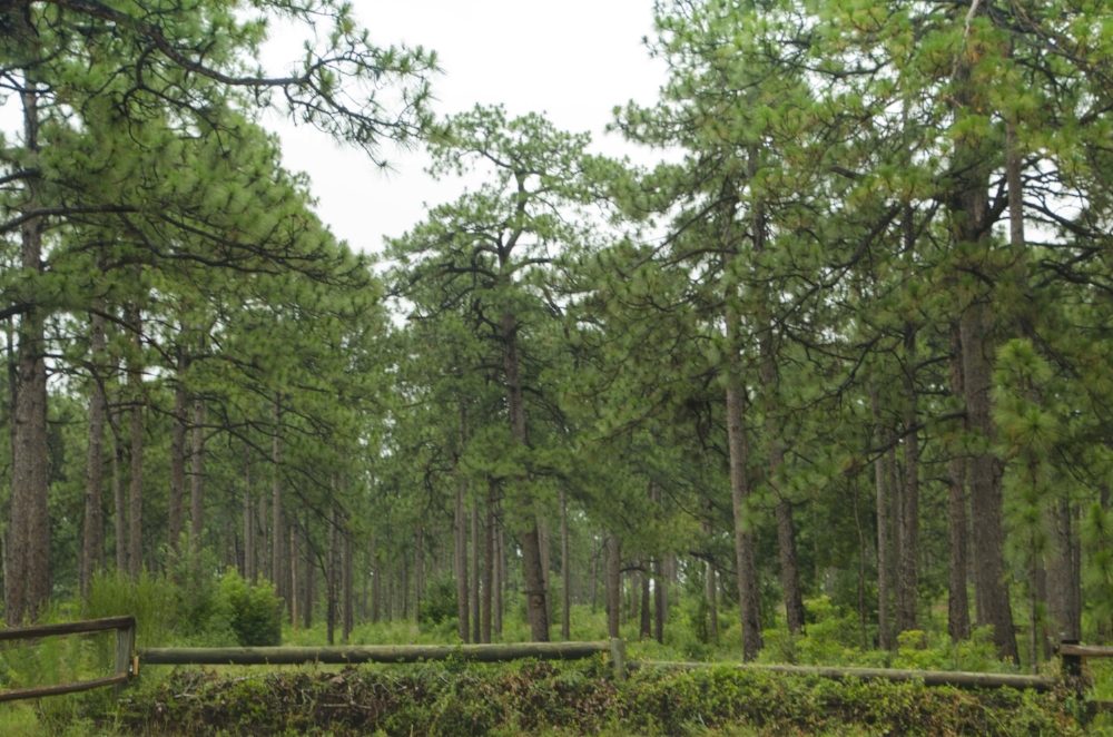 With one of the property's iconic "Aiken Jumps" (a style of obstacle that the horses leap over during a foxhunt) in the foreground, it's easy to see the results that now several decades of intensive understory reduction have brought to the Hitchcock Woods.