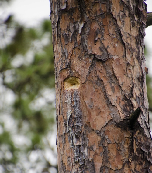 This is the beginning of what could eventually be one of the first natural RCW nesting cavities in the Hitchcock Woods since the 1960s. Read more about it in the November December 2017 issue of South Carolina Wildlife magazine.