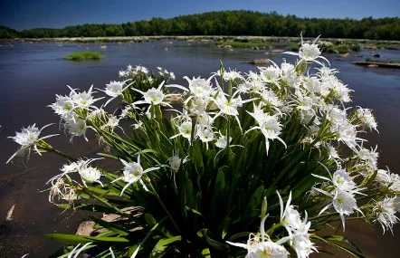 A cluster of spider lilies in full bloom. Photo by Perry Baker courtesy SCPRT. 