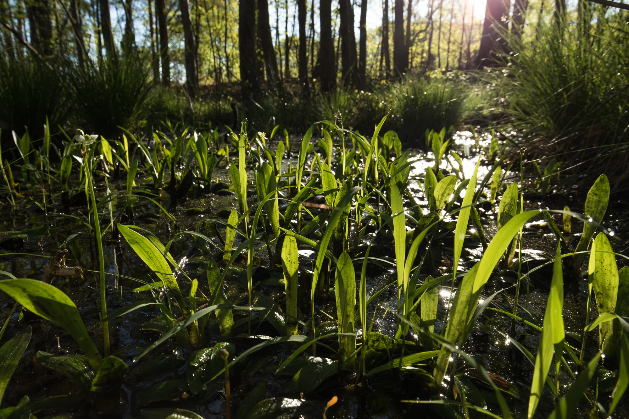 Bunched arrowhead requires a particular habitat known as “Piedmont seepage forest” that is very susceptible to damage or degradation from runoff that occurs when nearby areas are paved or disturbed. ( photo courtesy Mac Stone, Naturaland Trust )