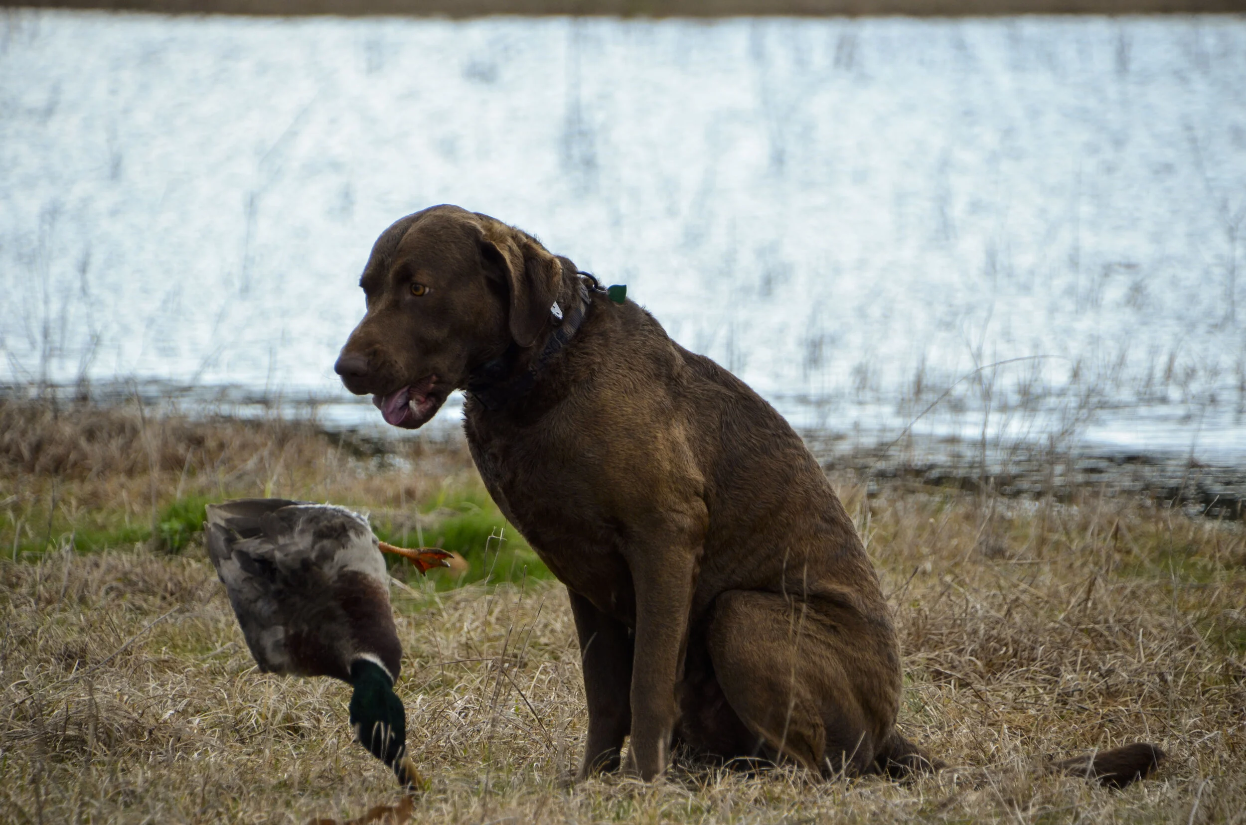 Love Farm Dog Photos_DLucas_148_1.JPG