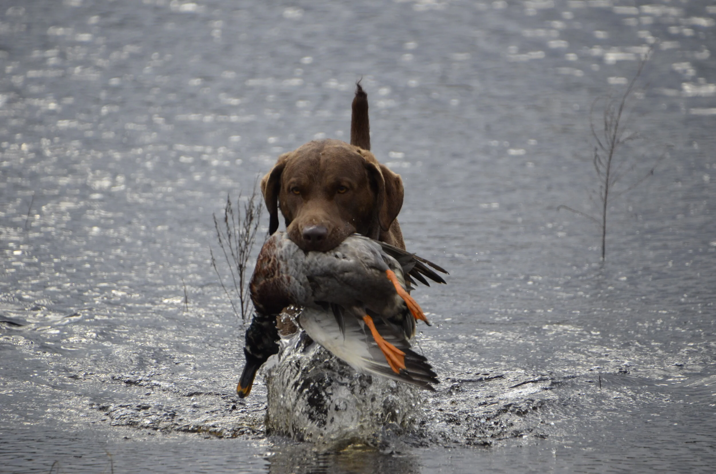 ducky chesapeake bay retriever